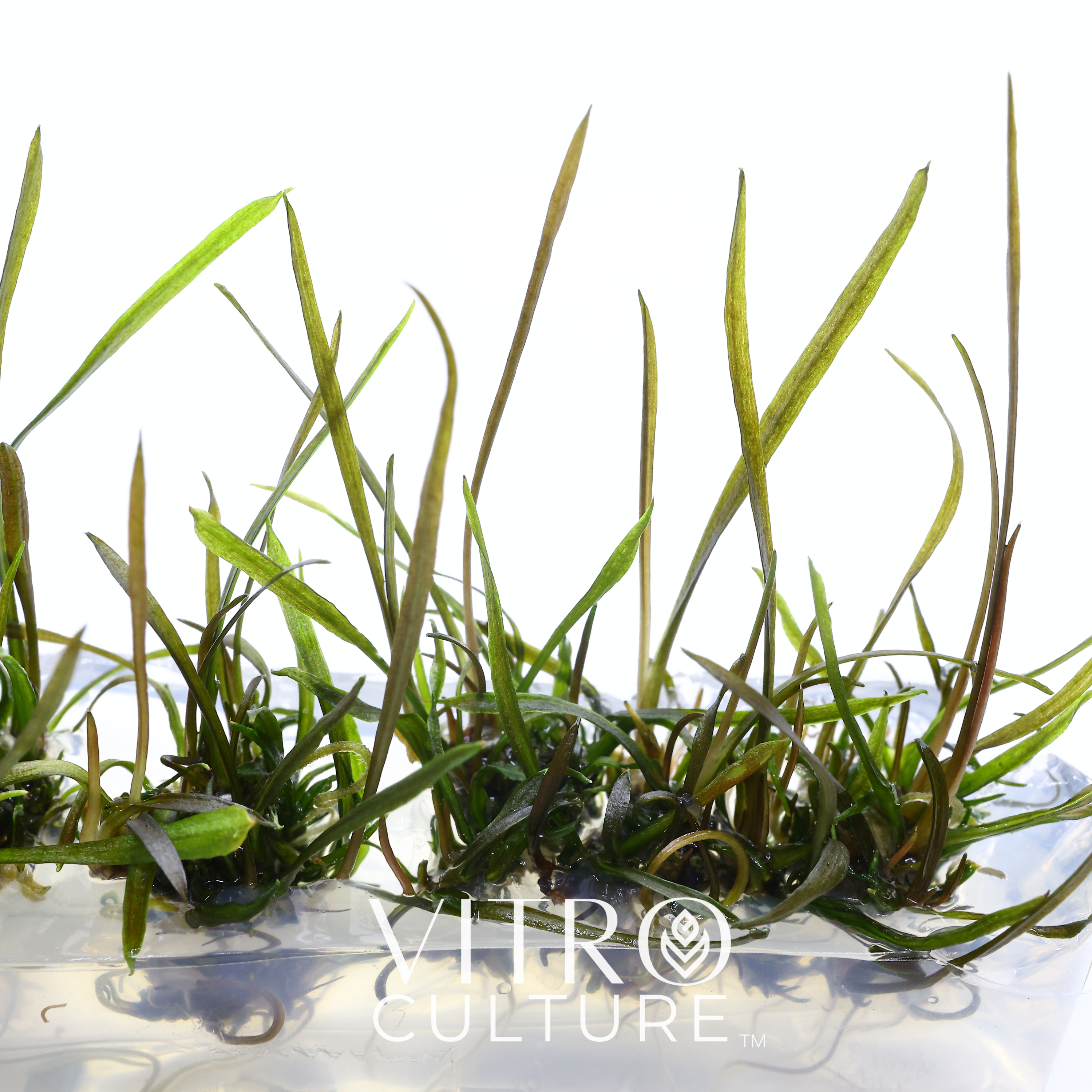 Cryptocoryne crispatula 'Tonkinensis' serves several practical purposes in aquariums. It can absorb excess nutrients and offer shelter for aquatic inhabitants, helping to maintain a healthy and balanced aquatic ecosystem.