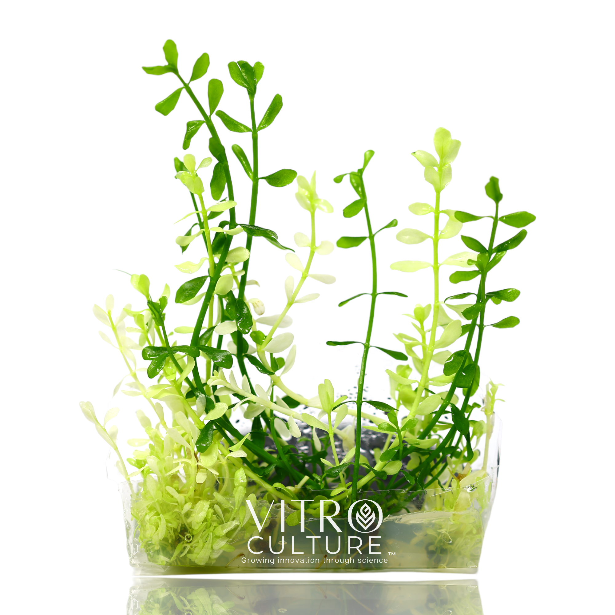 Bacopa monnieri platinum Vitro Culture Aquarium Plants