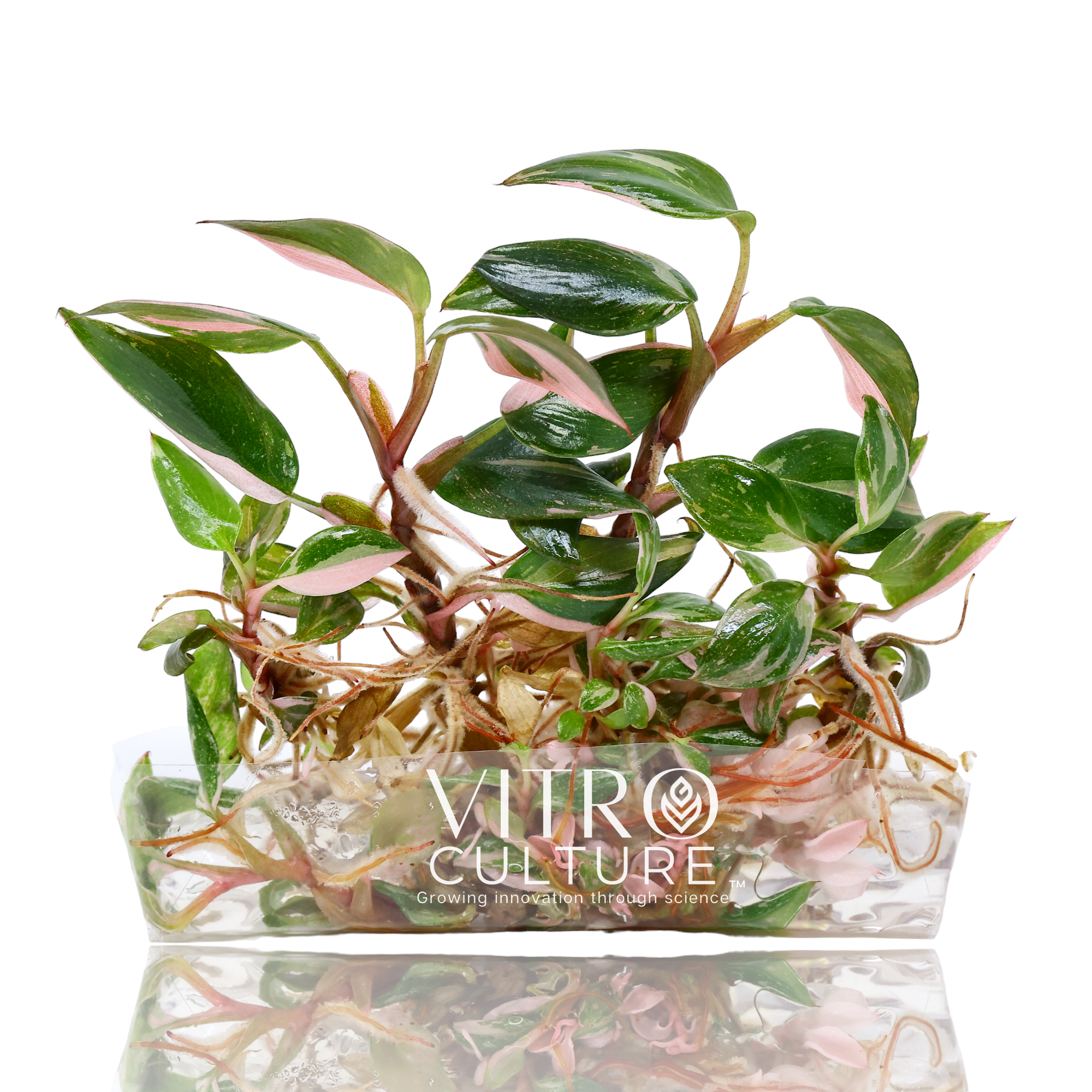 House Plants