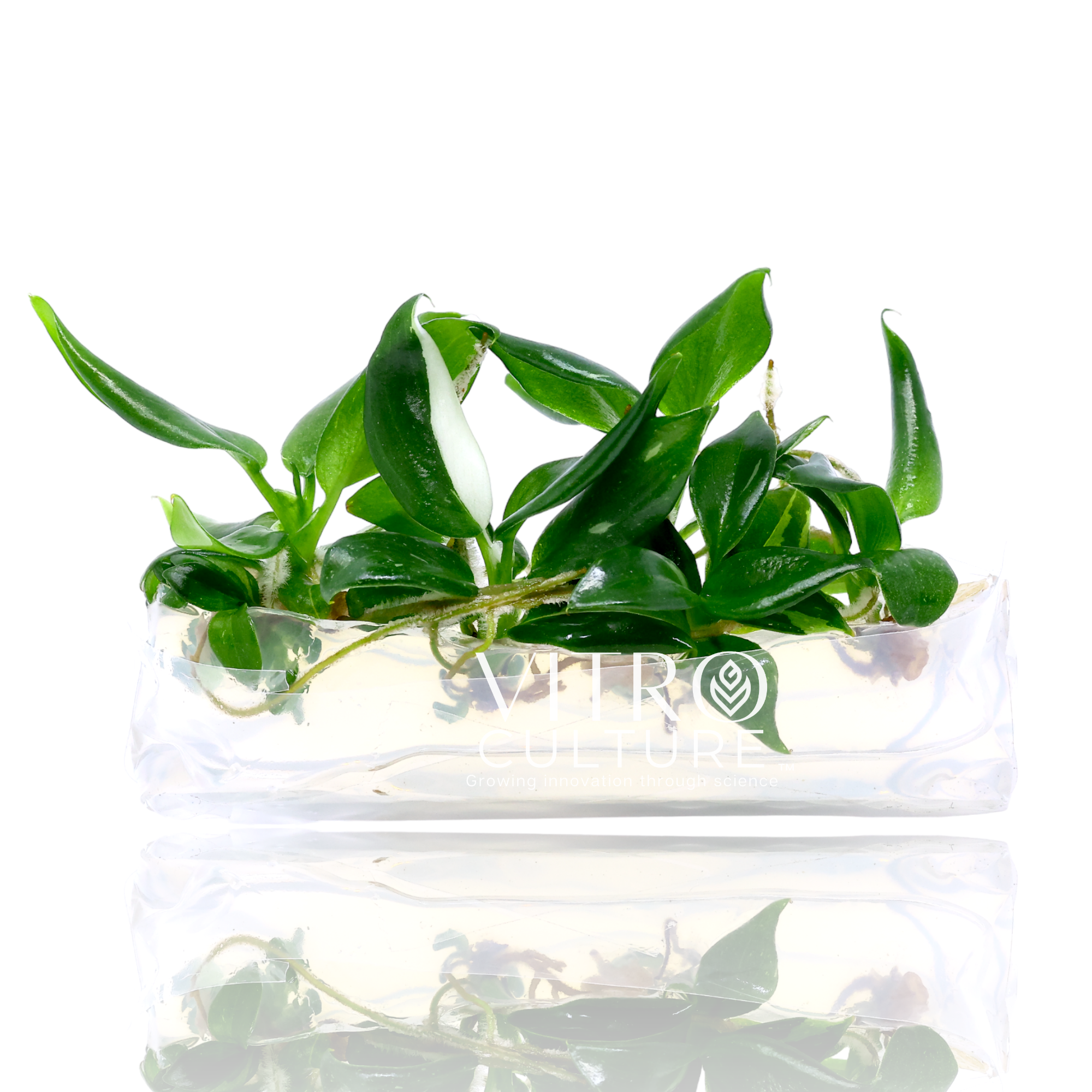 lemon leaf philodendron tissue culture Philodendron White Wizard In Vitro Tissue Culture – Vitro Culture