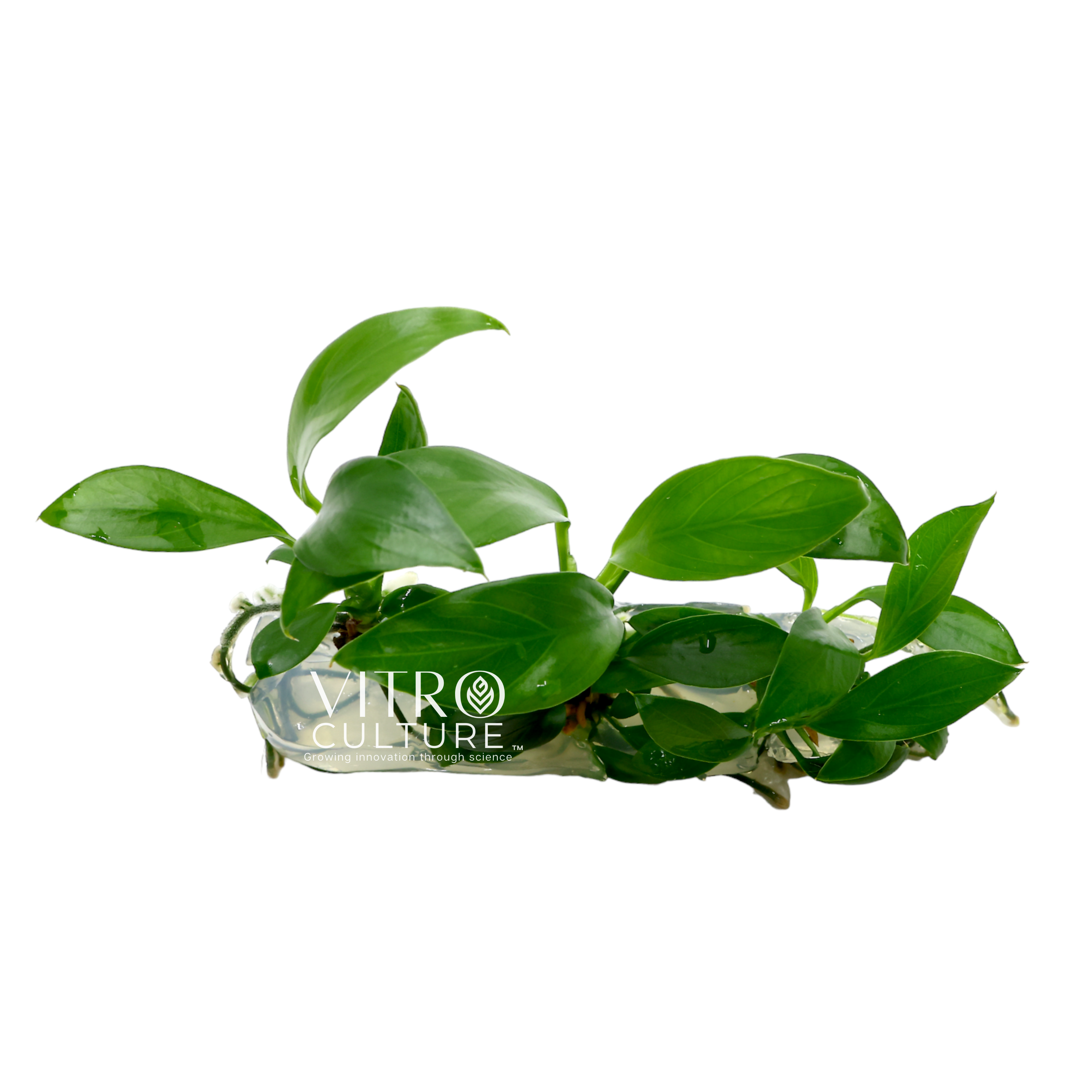 Anubias afzelii is a slow-growing plant, but it is worth the wait. Its thick and waxy leaves can grow up to six inches long and have a unique, elongated shape that sets it apart from other Anubias species.