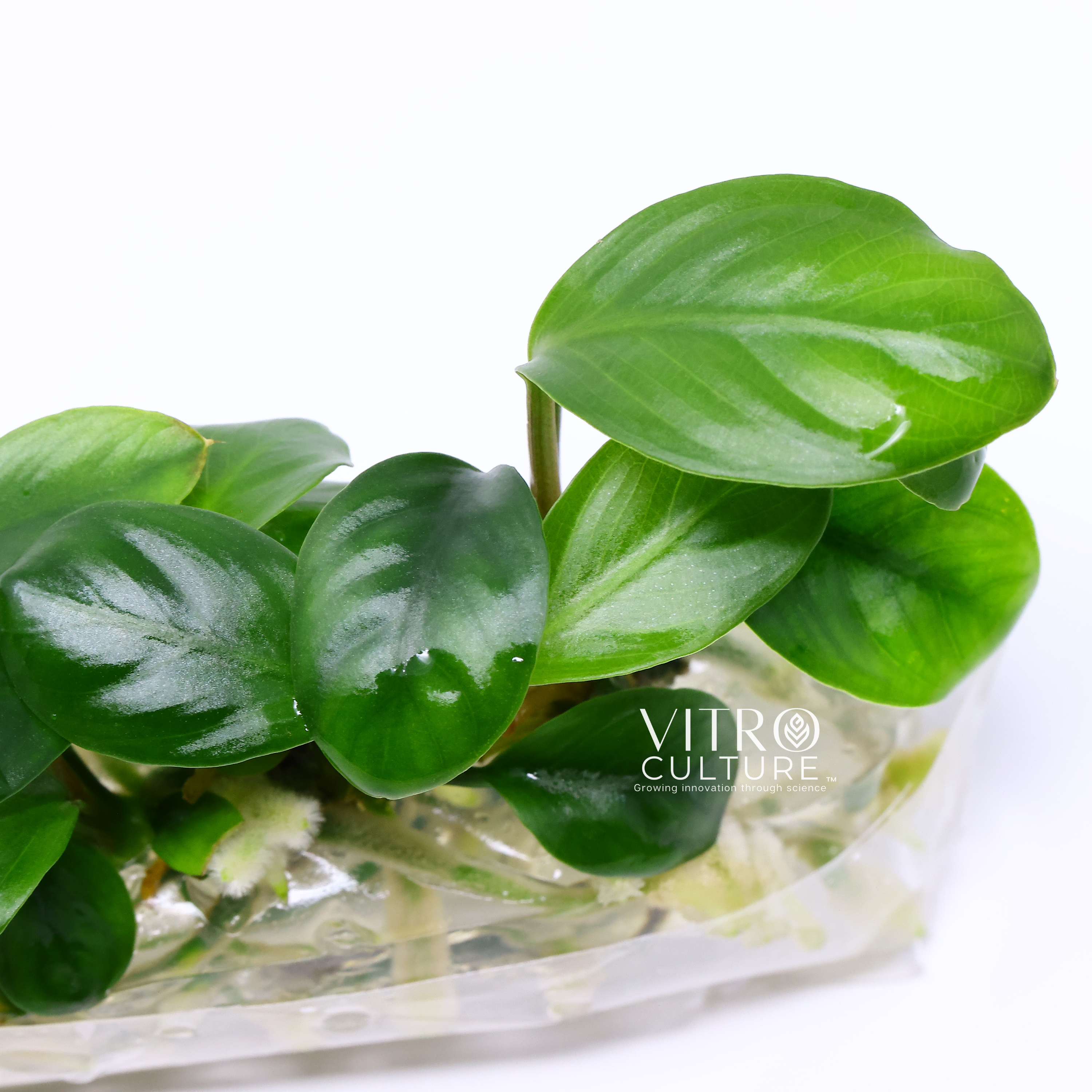Anubias coffeefolia is a stunning aquatic plant that will bring a touch of elegance to any aquarium. Its unique leaves, which resemble coffee beans, are textured and create a beautiful contrast against smooth rocks or driftwood.  With Anubias coffeefolia vitro culture, you can be sure that you are getting a healthy and pest-free plant. The plant is grown in a nutrient-rich gel medium, without any soil or contaminants, to ensure its rapid and healthy growth.