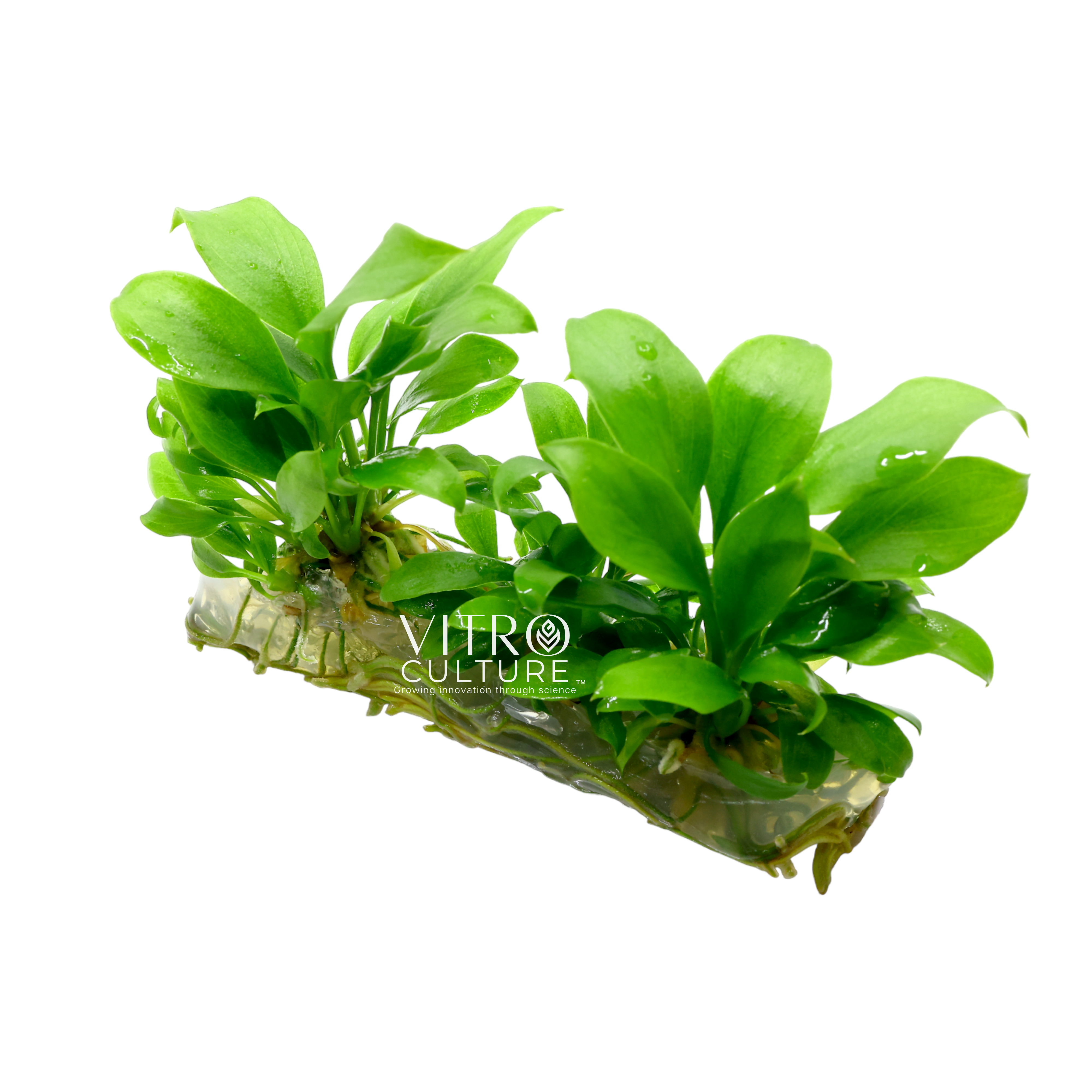 Anubias gilletii is a slow-growing plant that can thrive in low to medium light conditions. It is also tolerant of a wide range of water parameters, including pH and hardness, which makes it an adaptable choice for a variety of aquarium setups.