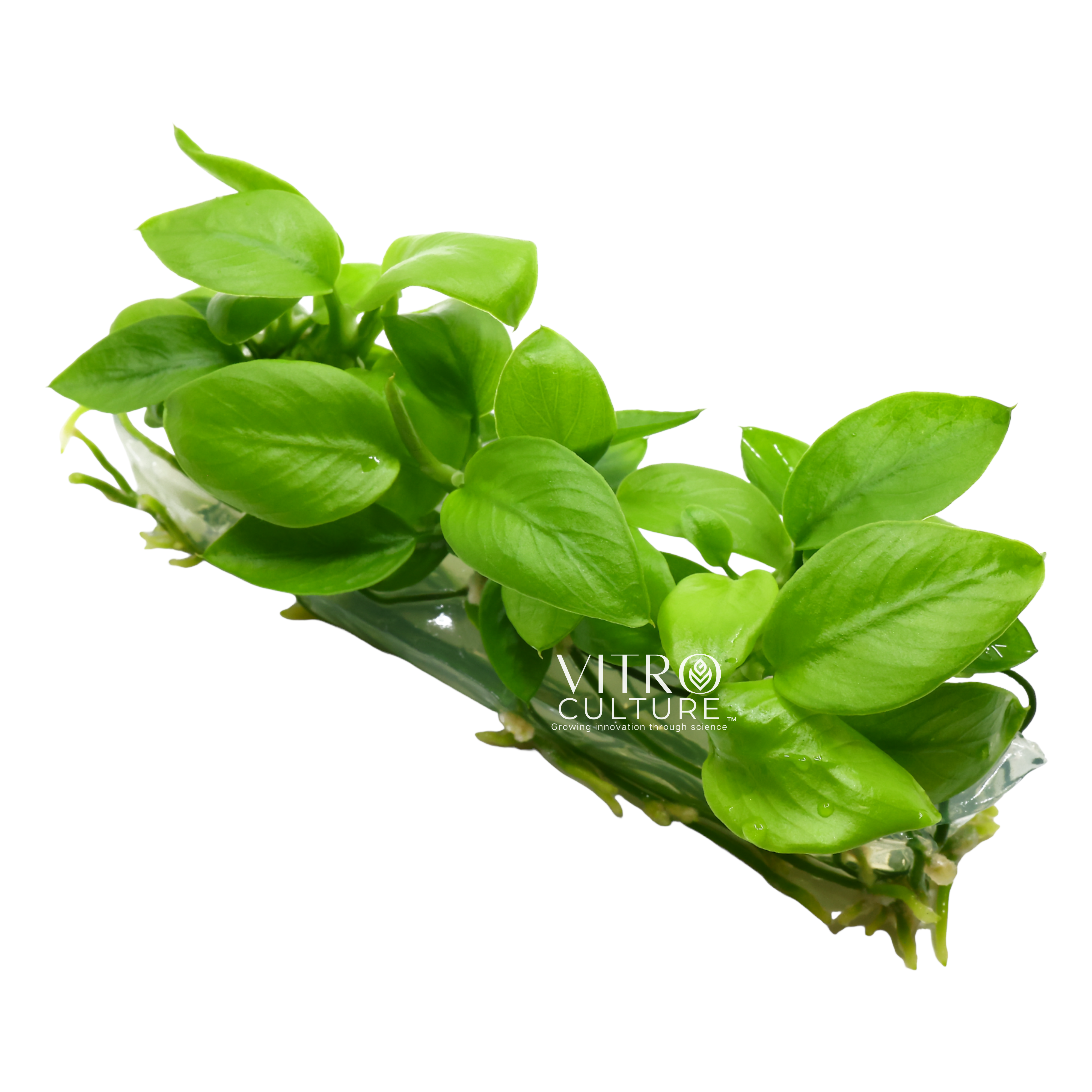 Anubias golden is a low-maintenance variety that is perfect for beginners or experienced aquarists who want to add some variety to their aquariums. It can be attached to driftwood or rocks and can be easily propagated by division.
