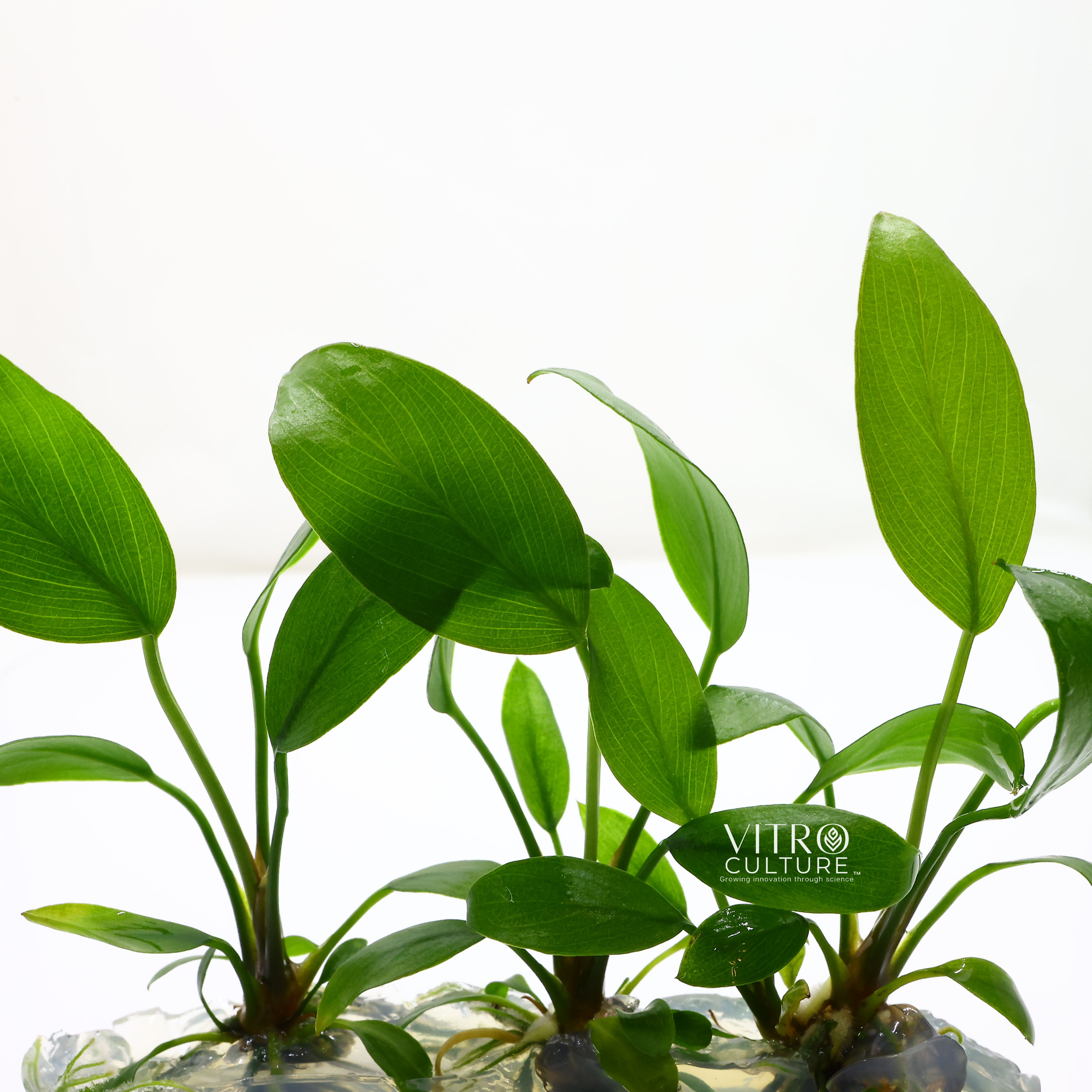 Anubias hastifolia is a great choice for aquarists looking to add a large and unique plant to their aquariums. Its sturdy leaves make it an excellent choice for providing hiding places for fish, and its slow growth rate and hardiness make it a low-maintenance plant that is suitable for beginners and experienced aquarists alike.