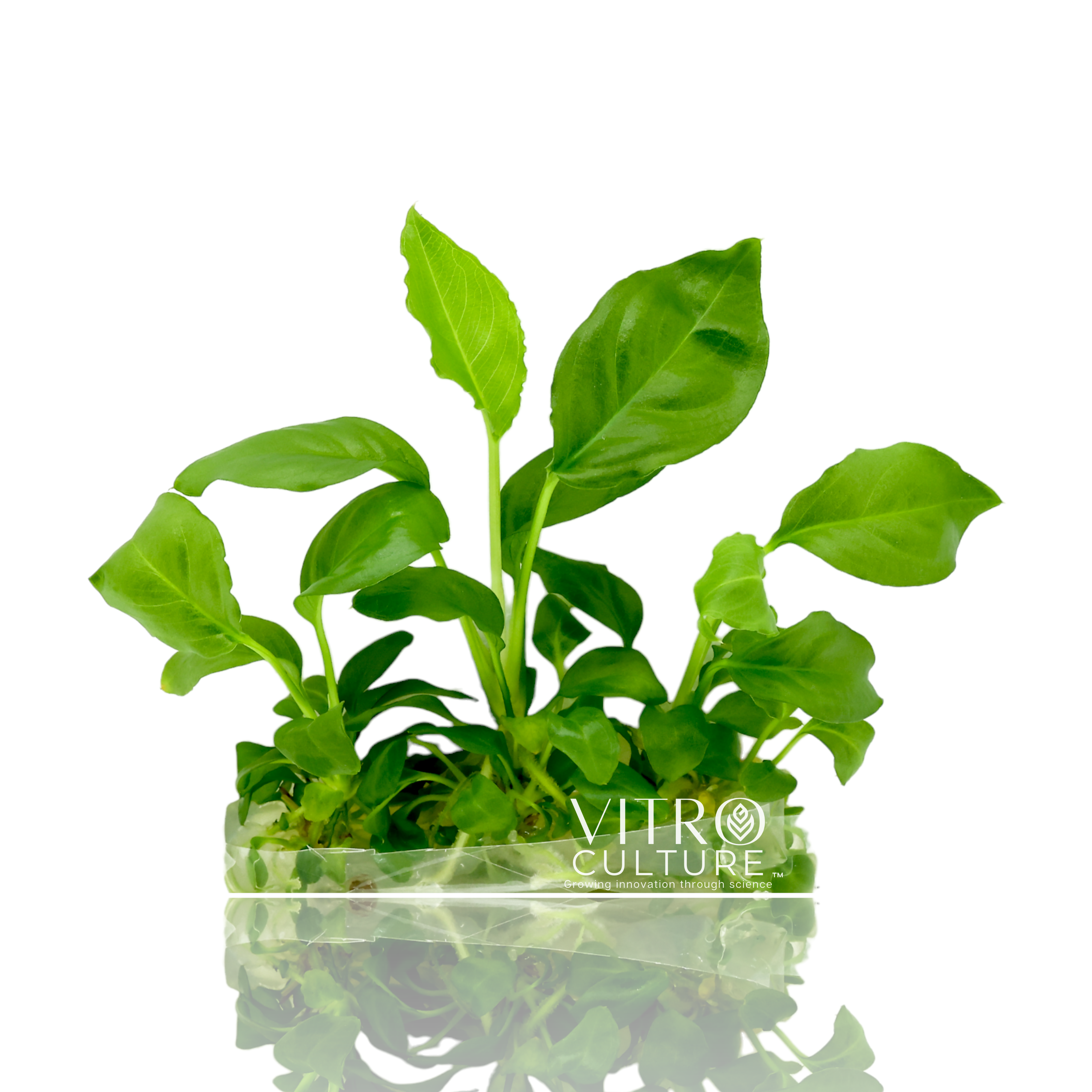 Anubias heterophylla Vitro Culture is a type of plant tissue culture that involves propagating Anubias heterophylla plants in a laboratory setting using sterile conditions. Anubias heterophylla is a species of aquatic plant that is native to West Africa and is commonly used in the aquarium hobby.