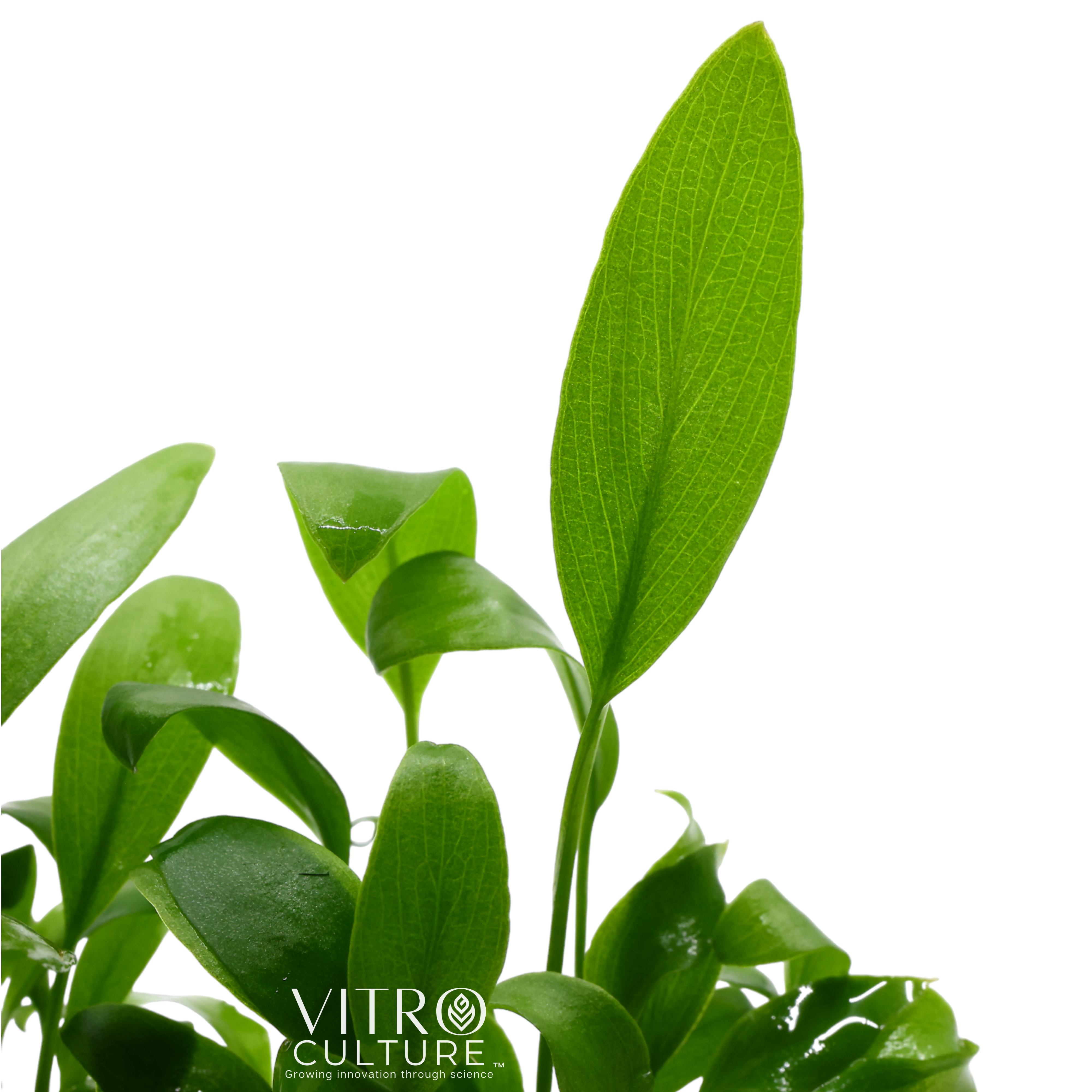Anubias Striped is characterized by its attractive leaves which can vary in color from light green to dark green depending on the lighting conditions. The plant is very hardy and can tolerate a wide range of water conditions, including low light and low CO2 levels.