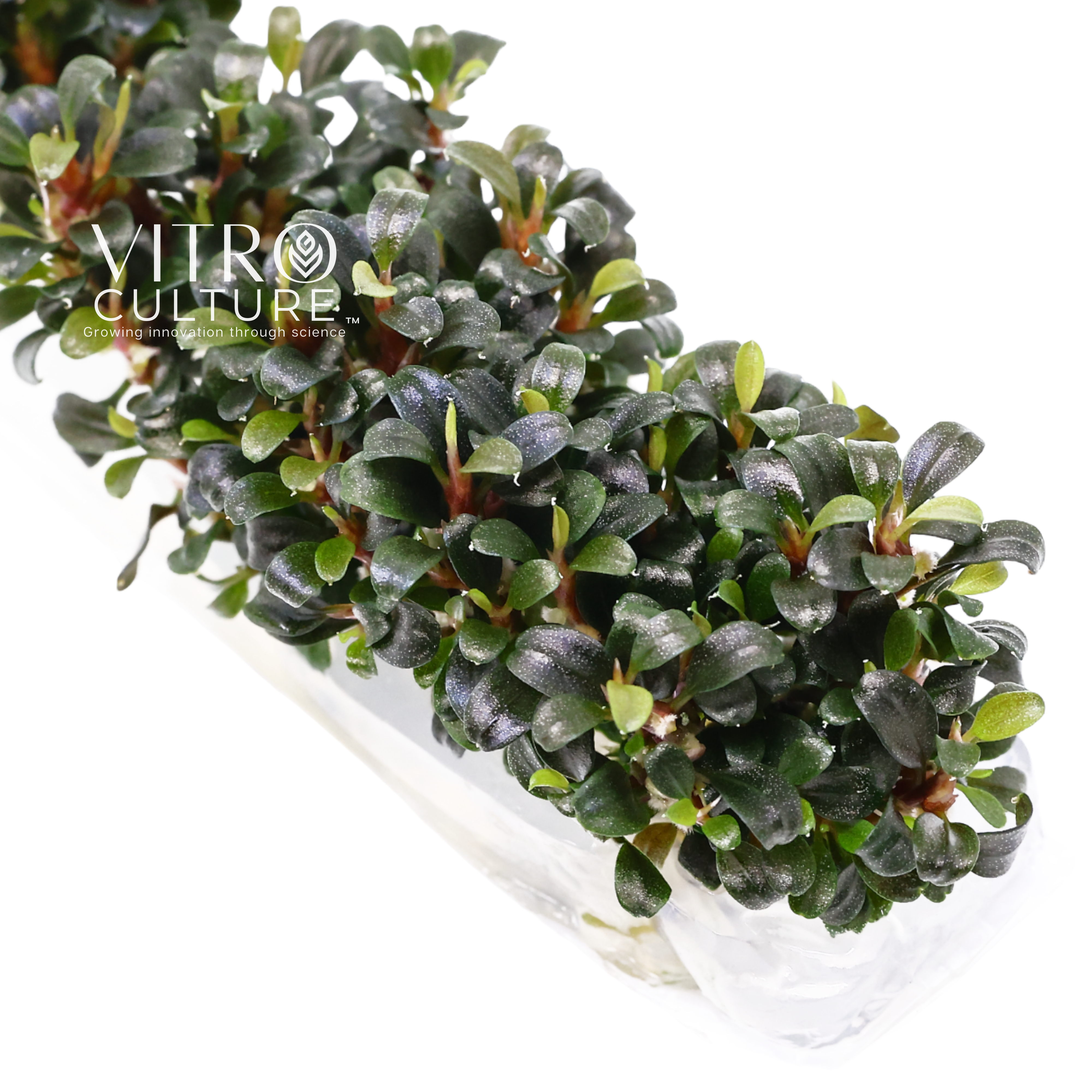Bucephalandra petite galaxy Vitro Culture Buce Aquarium Plants in Vitro Tissue Culture