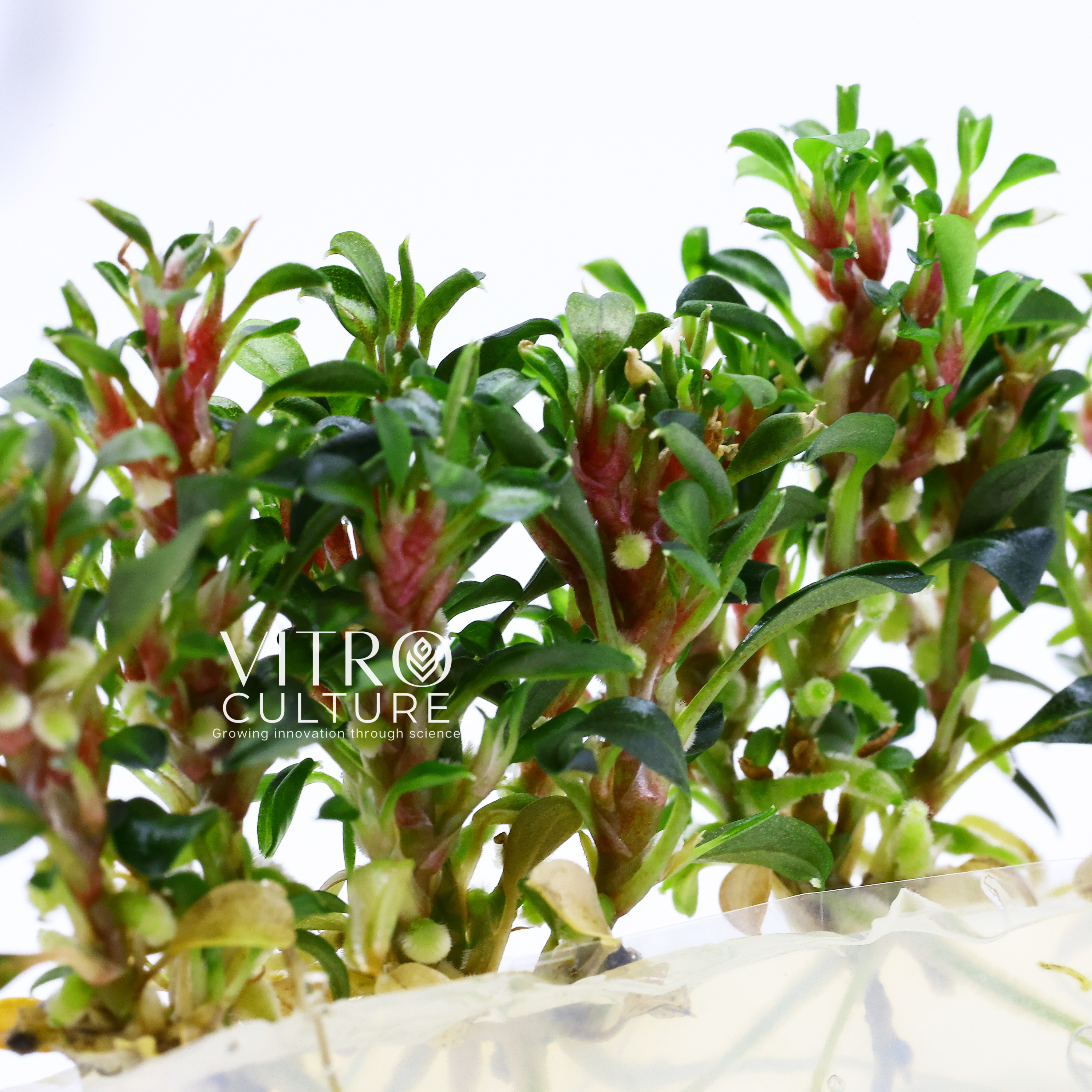 Bucephalandra red dragon Vitro Culture Tissue Culture Aquarium Plants Buce