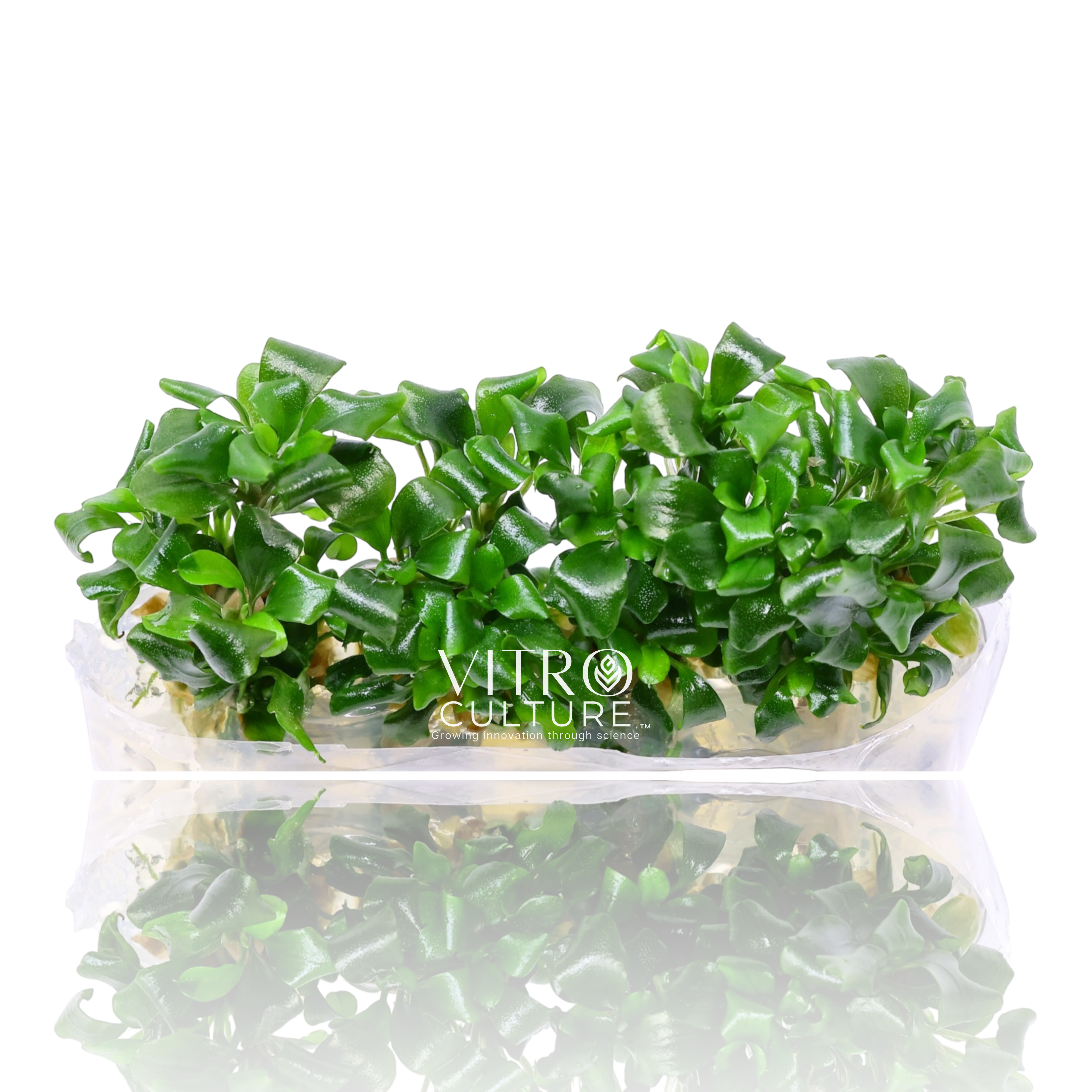 Bucephalandra pygmaea 'Bukit Kelam' Vitro Culture Tissue Culture Aquarium Plants