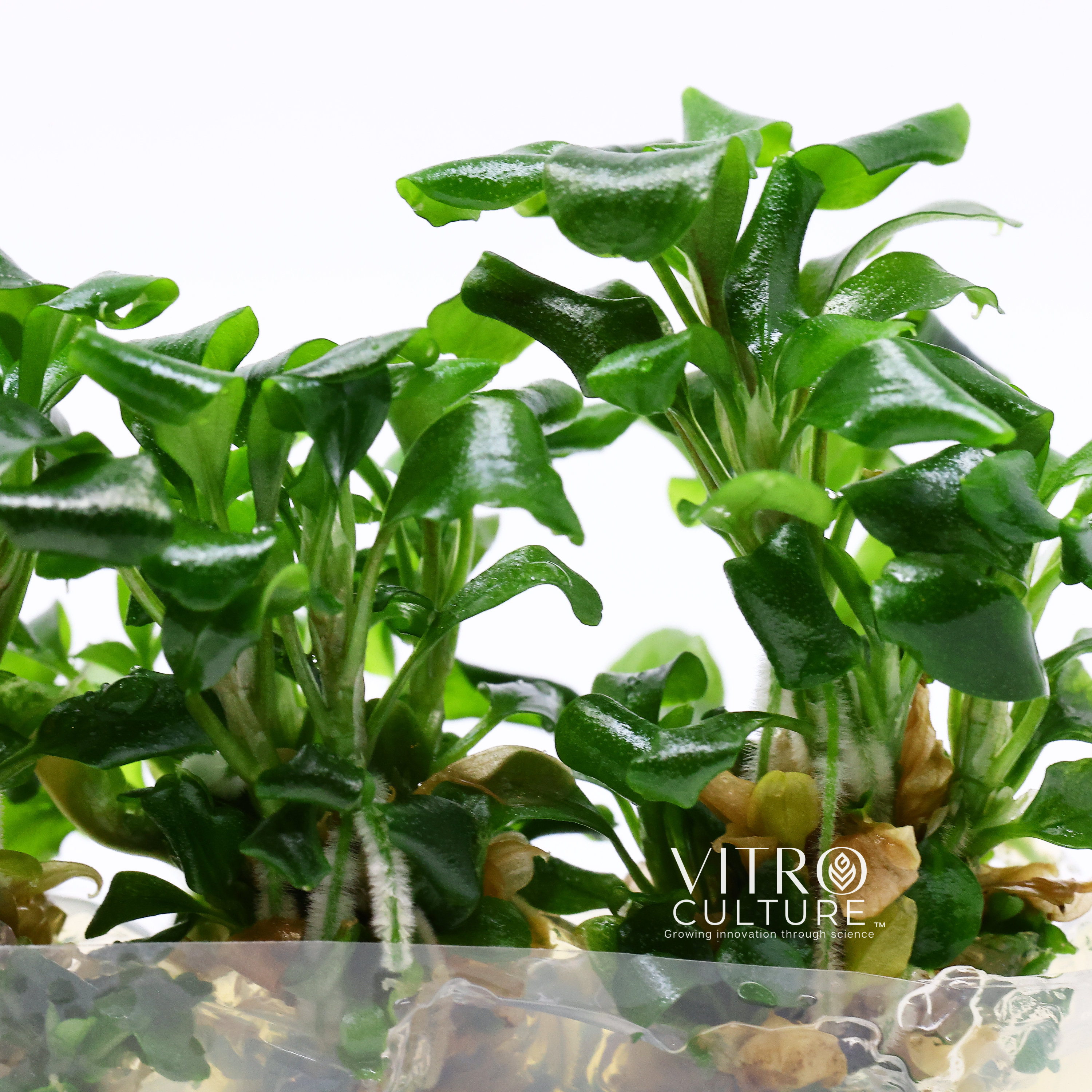 Bucephalandra pygmaea 'Bukit Kelam' Tissue Culture Green Wavy Aquarium Plants Buce