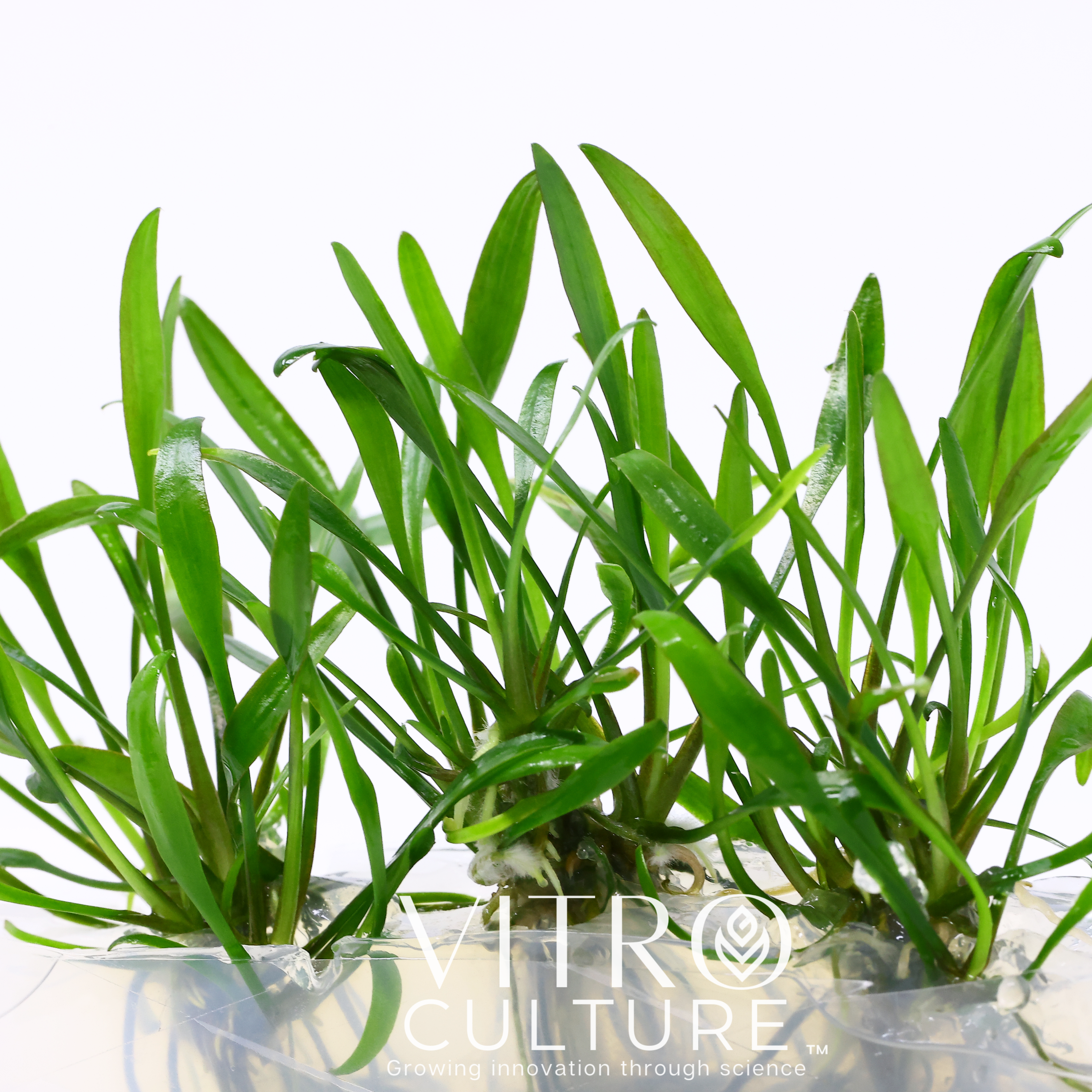 Looking for a beautiful and low-maintenance aquatic plant to enhance your freshwater aquarium? Look no further than Cryptocoryne Lucens Vitro Culture. This tissue-cultured plant is grown in a nutrient-rich medium under controlled conditions to ensure optimal health and vitality.