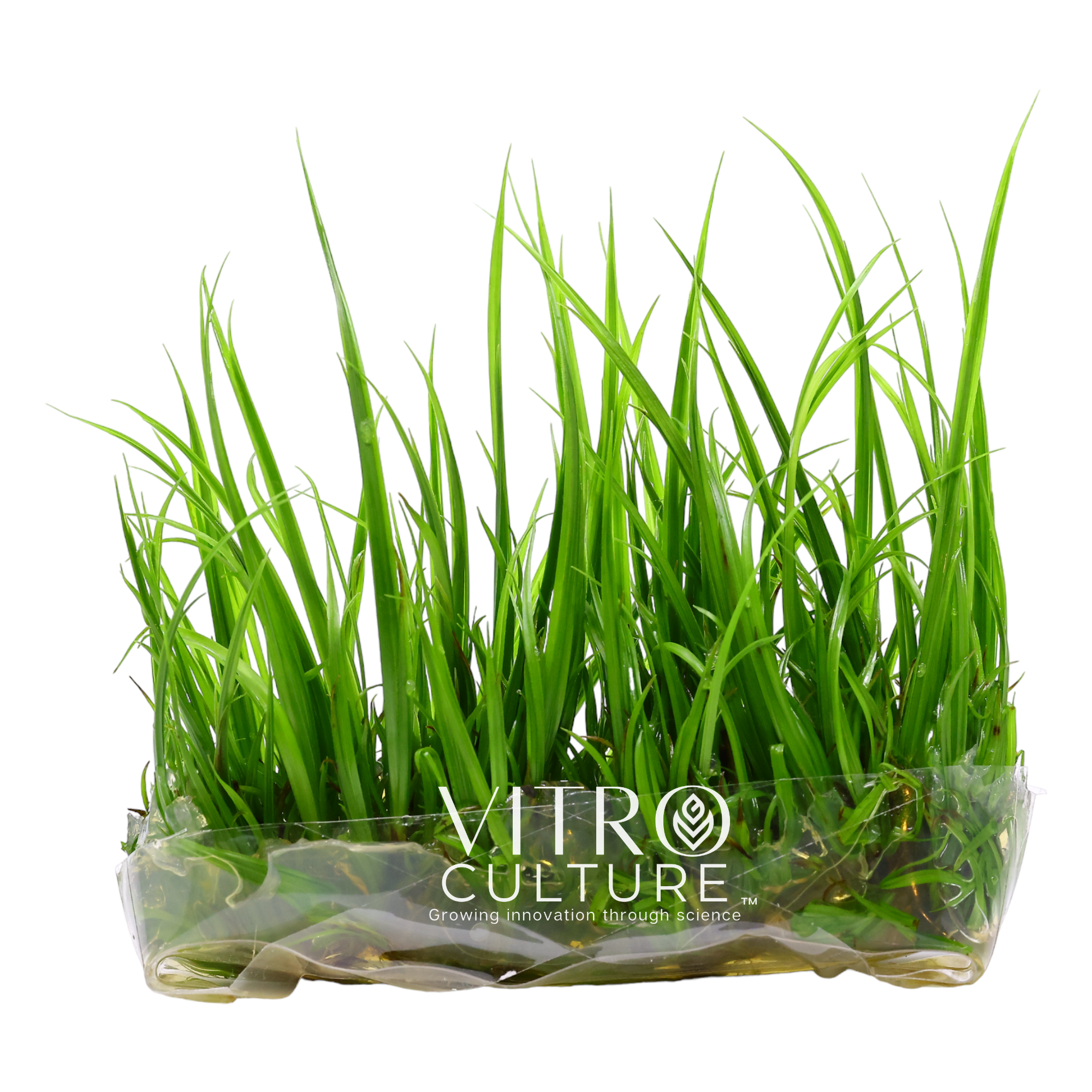 Cyperus Helferi Vitro Culture Grass-like Green Aquarium Plants