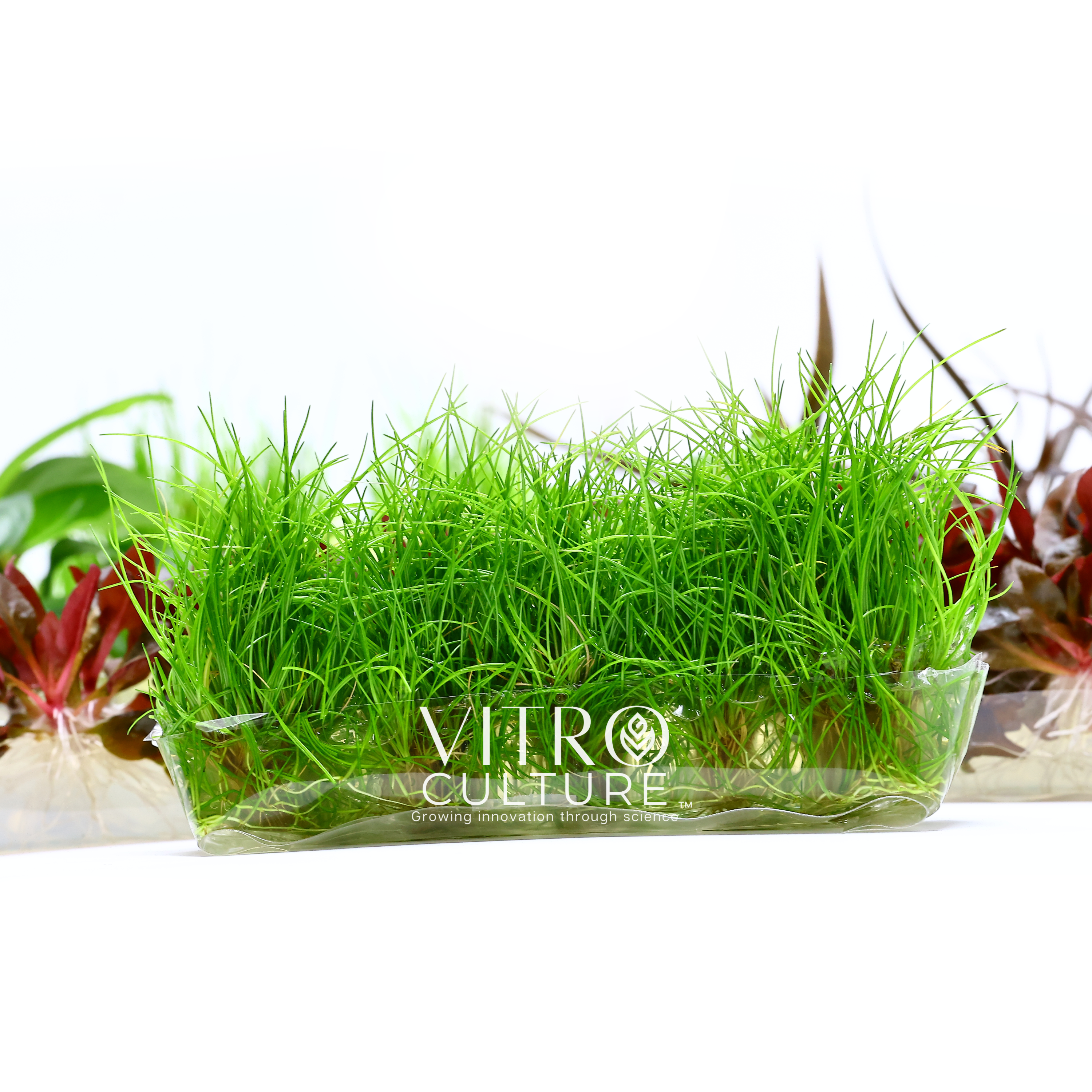 Eleocharis acicularis 'Mini' Dwarf Hairgrass Vitro Culture Aquarium Plants
