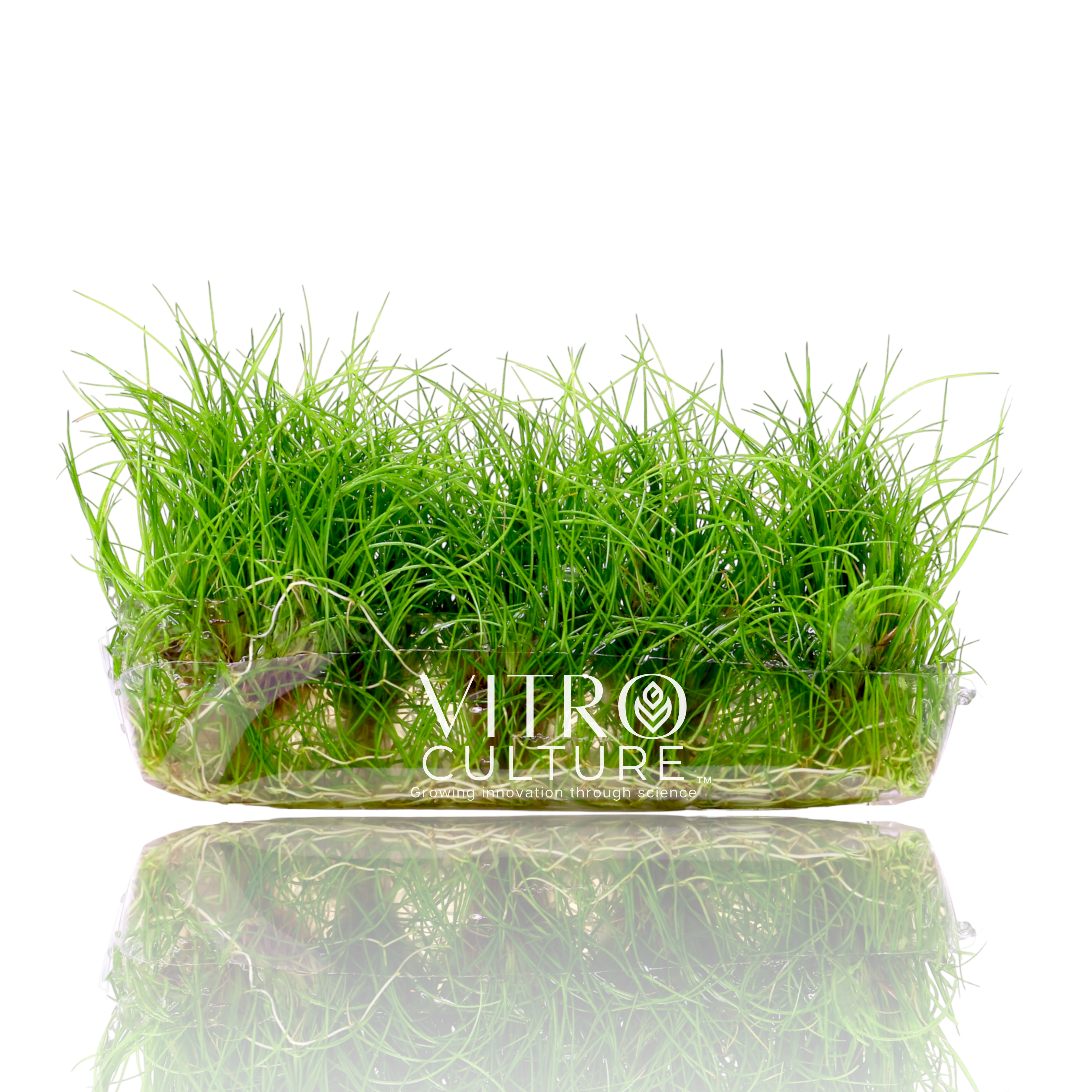 Eleocharis acicularis 'Mini' Dwarf Hairgrass Mini Vitro Culture Foreground Carpet Aquarium Plants
