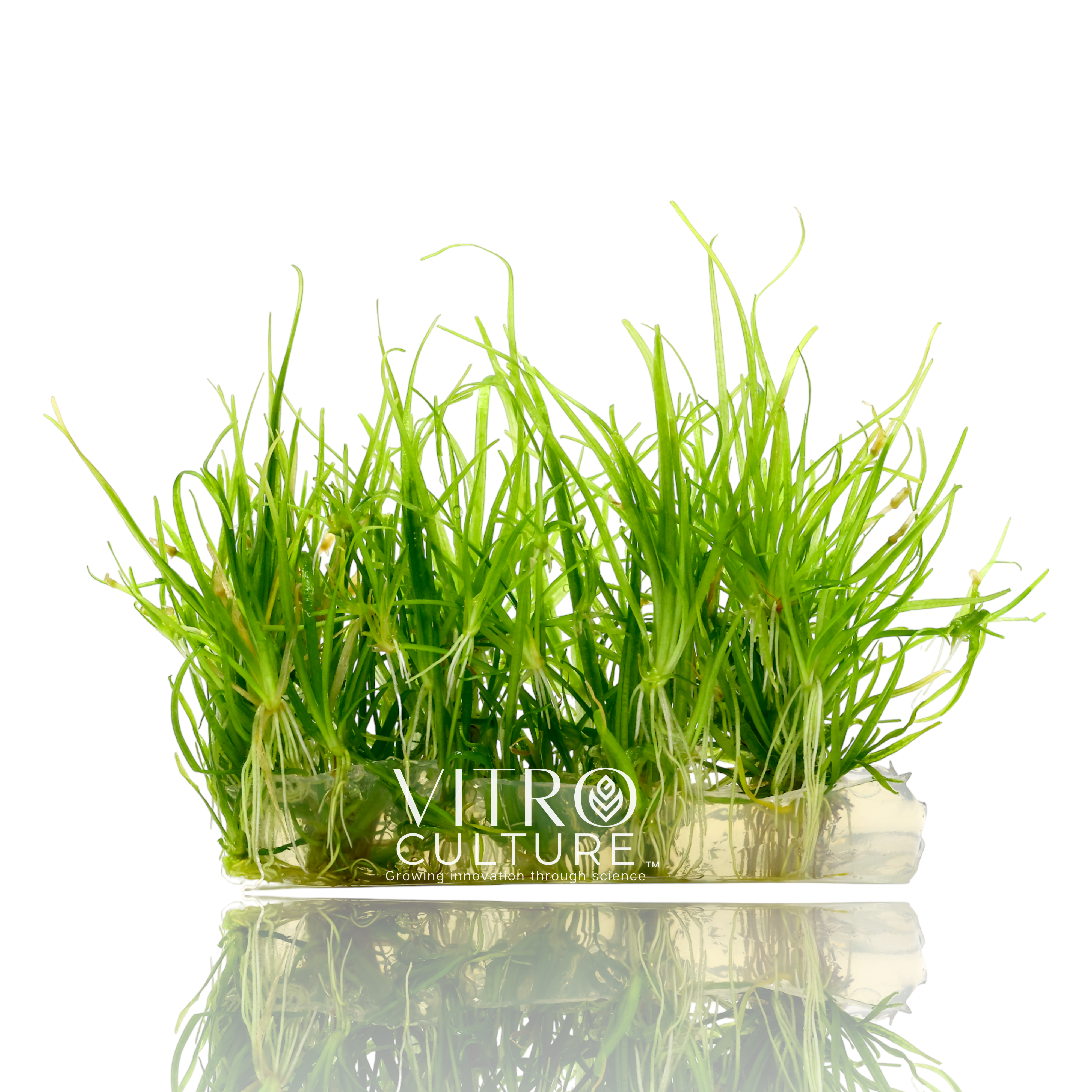 Helanthium tenellum is a small aquatic plant commonly known as Pygmy Chain Sword. It is a popular aquarium plant that is known for its grass-like appearance and ease of care.