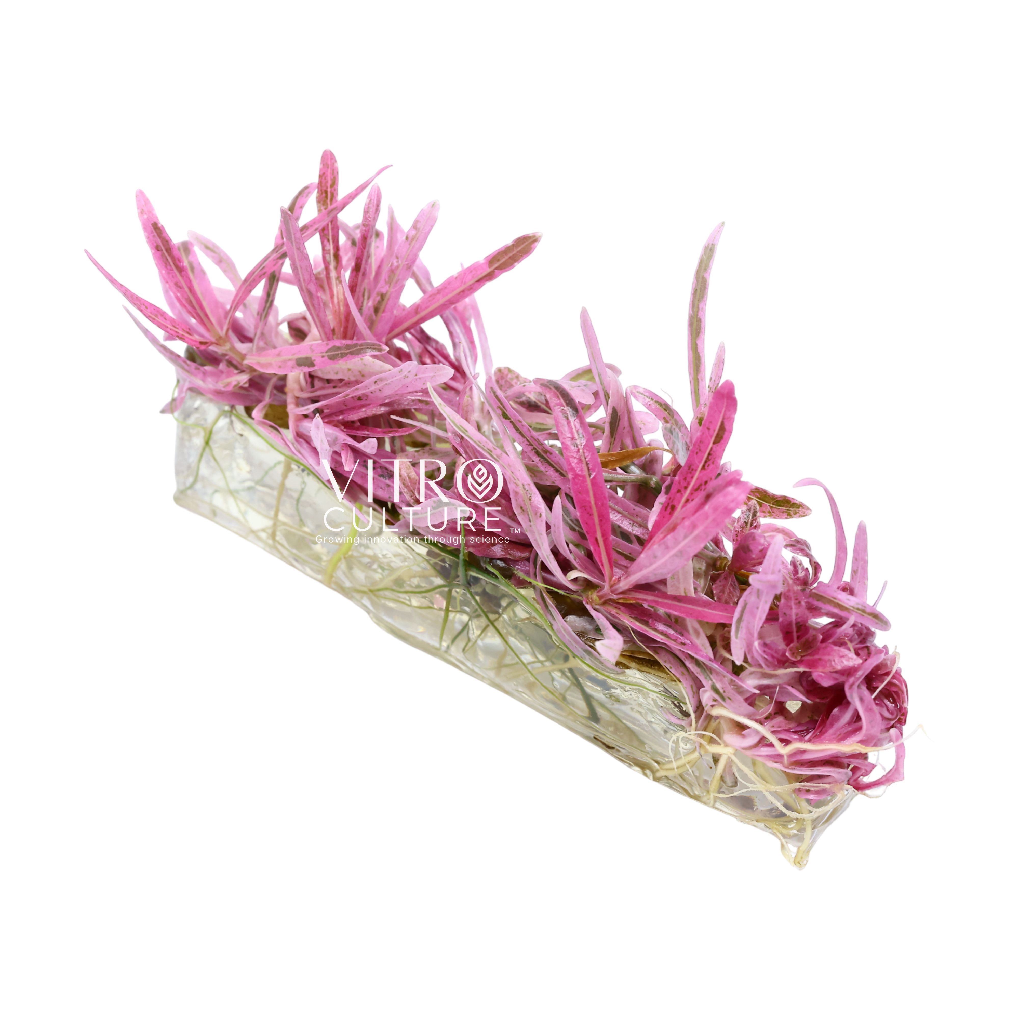 Hygrophila Pink Lady Chai Vitro Culture Rare Aquarium Plants