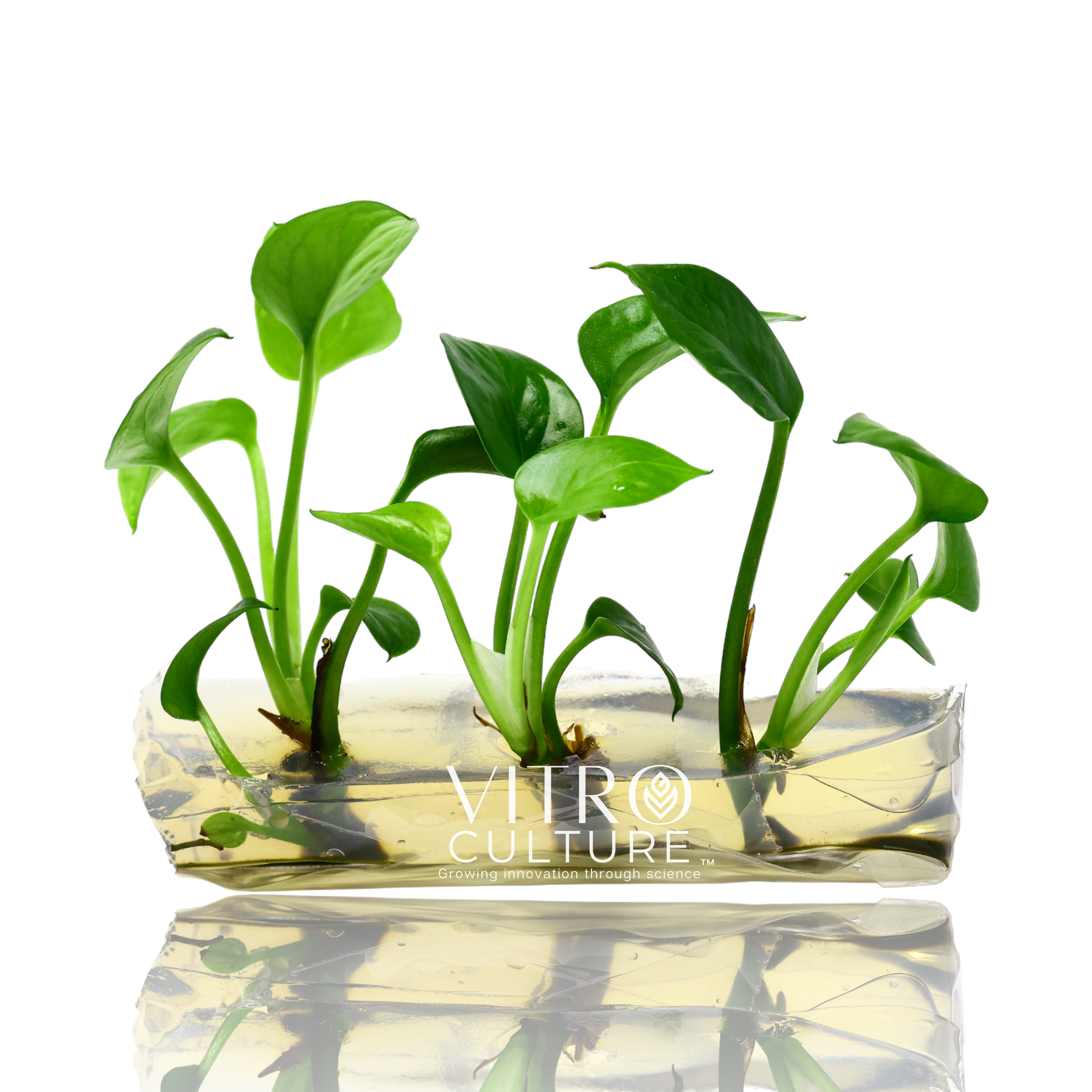 aquatic pothos Jade Pothos Vitro Culture Devil's Ivy Rare House Plants