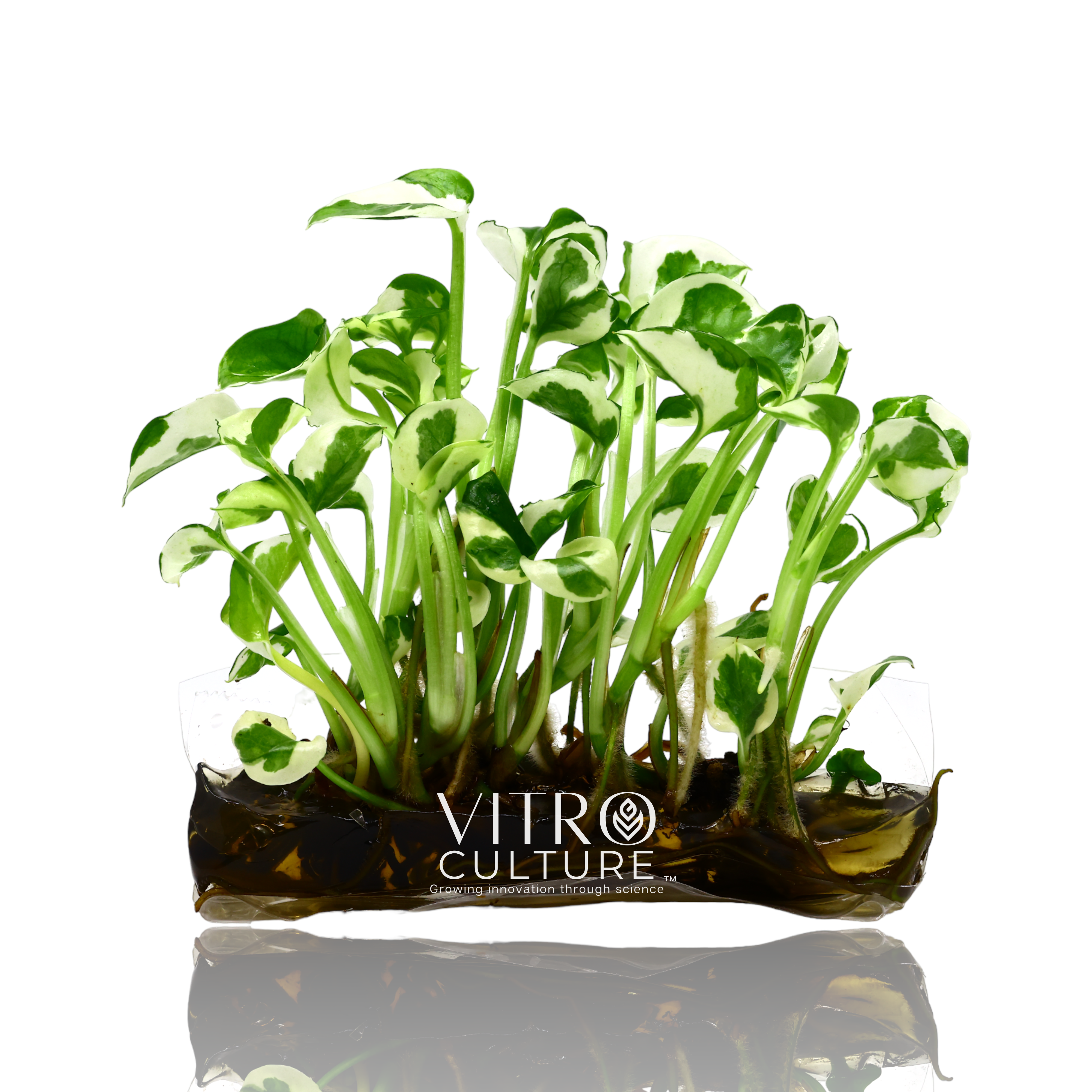 pothos native N'joy pothos Vitro Culture