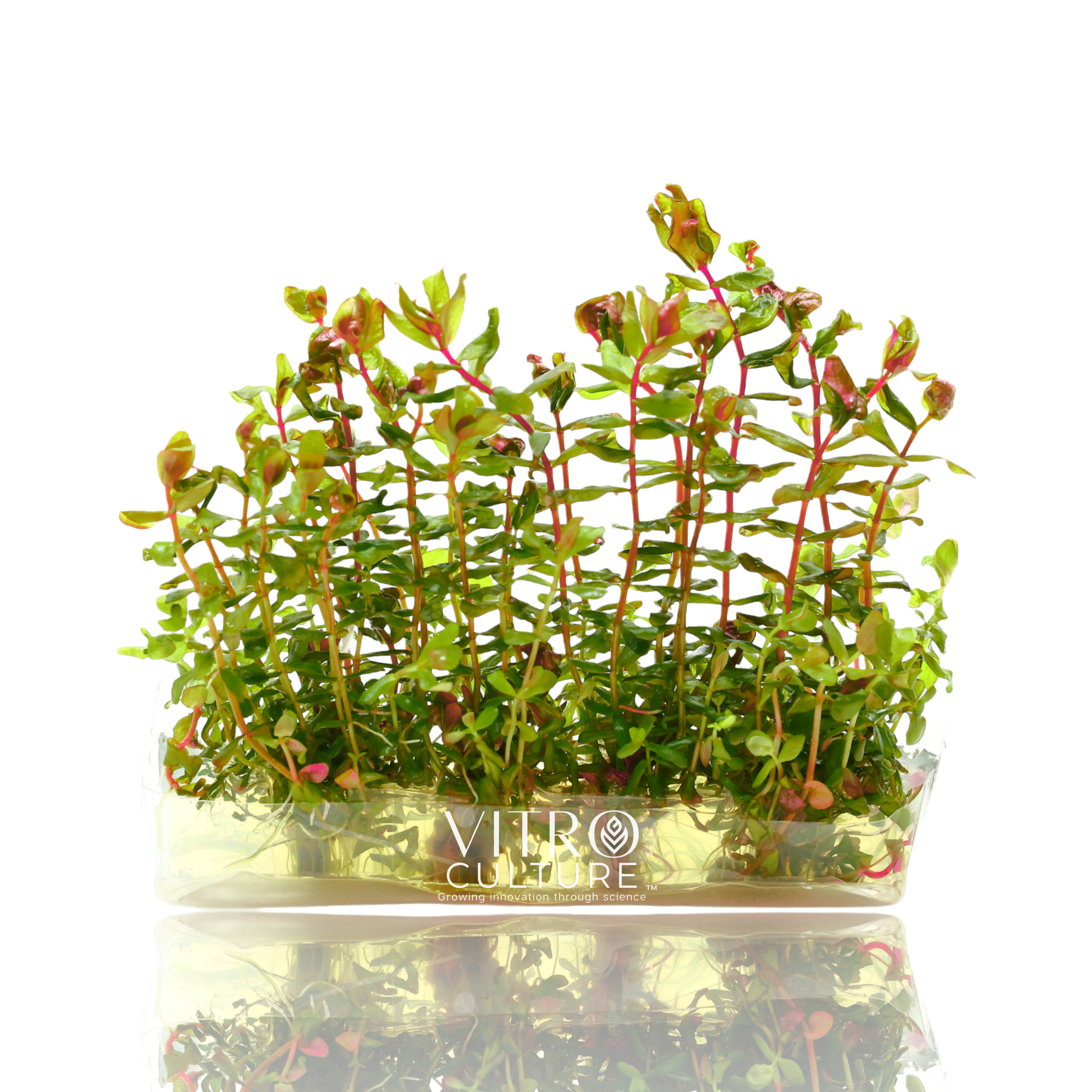 With its striking pink, red color and delicate, beautiful leaves, Rotala macrandra adds a touch of sophistication and elegance to any aquatic environment. This plant is also relatively easy to care for, making it a popular choice for both beginner and experienced plant enthusiasts.