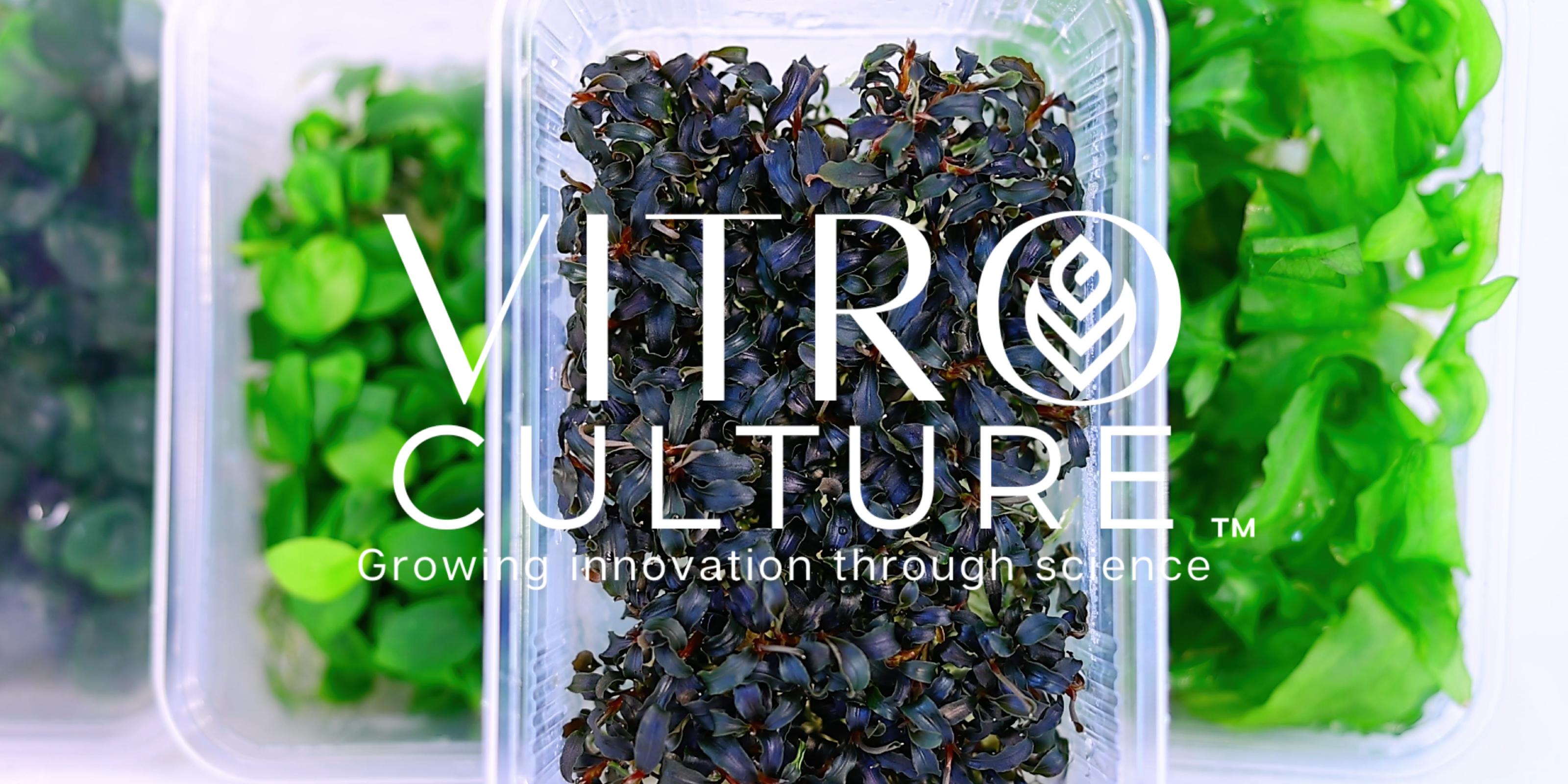 Introducing VitroCulture.com - Your Source for Tissue Culture Plants for Home and Aquarium