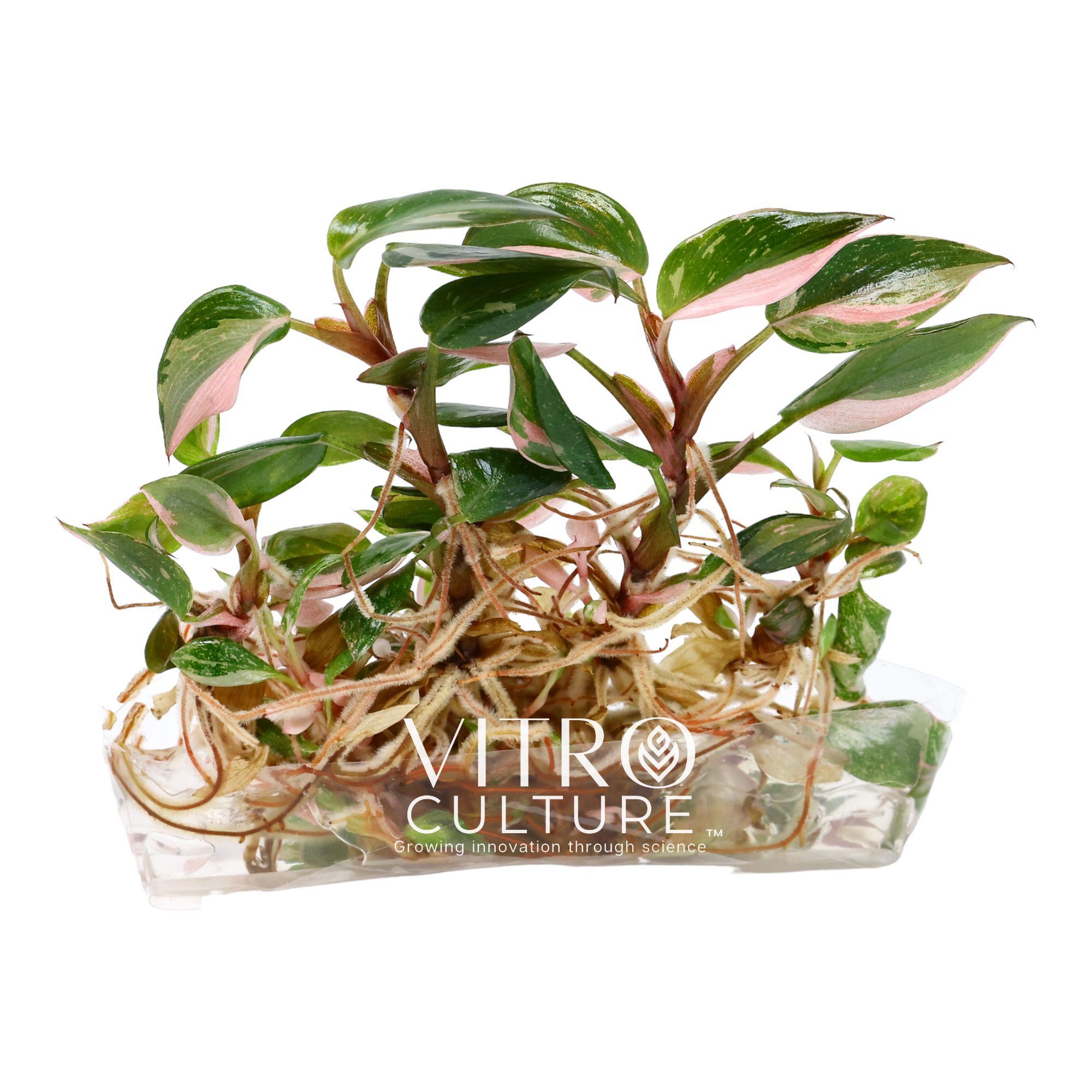 philodendron pink princess tissue culture Philodendron pink princess high variegation Vitro Culture
