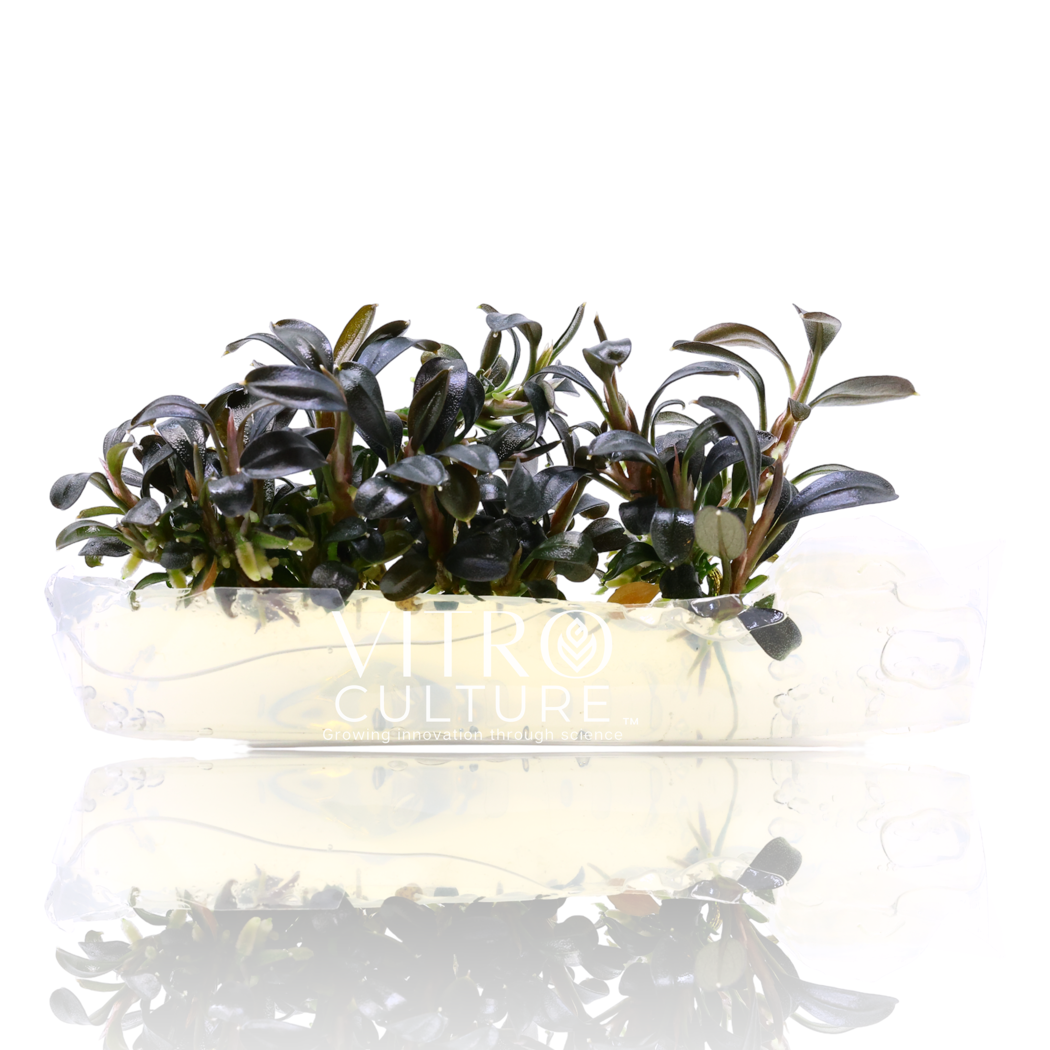 Bucephalandra Brownie Ghost 2011 Vitro Culture Rare Buce Aquarium Plants