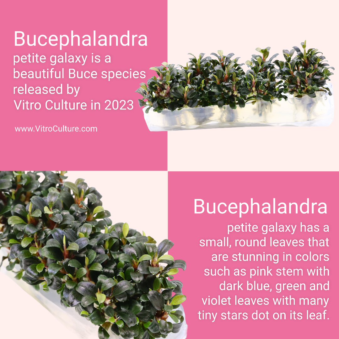 Bucephalandra petite galaxy has small, round leaves that are stunning in colors such as pink stem with dark blue, green and violet leaves with many tiny white stars dot on its leaf. The leaves are arranged in a compact rosette that can grow up to 3-4 cm in diameter. The plant can be anchored to driftwood or rocks using fishing line or glue, and can be propagated by dividing the rhizome.