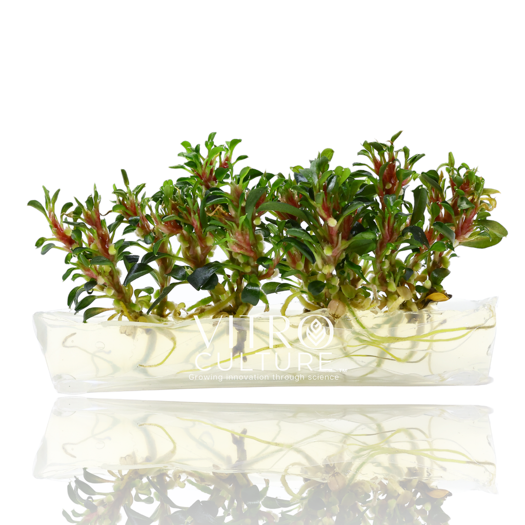 Bucephalandra Red Dragon Vitro Culture Tissue Culture Bucephalandra Red Dragon Vitro Culture Tissue Culture