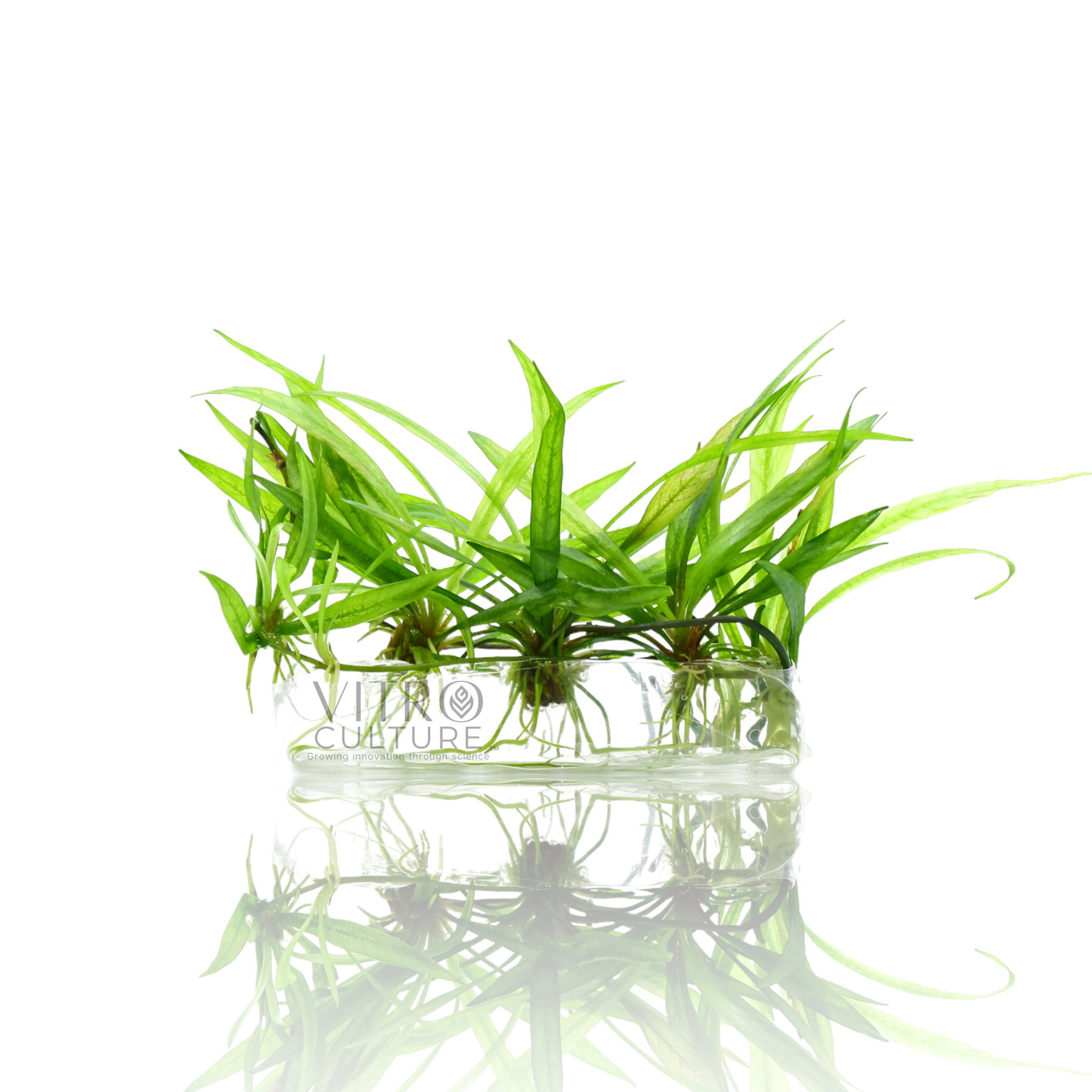 Helanthium bolivianum Chain Sword Vitro Culture House & Aquarium Plants