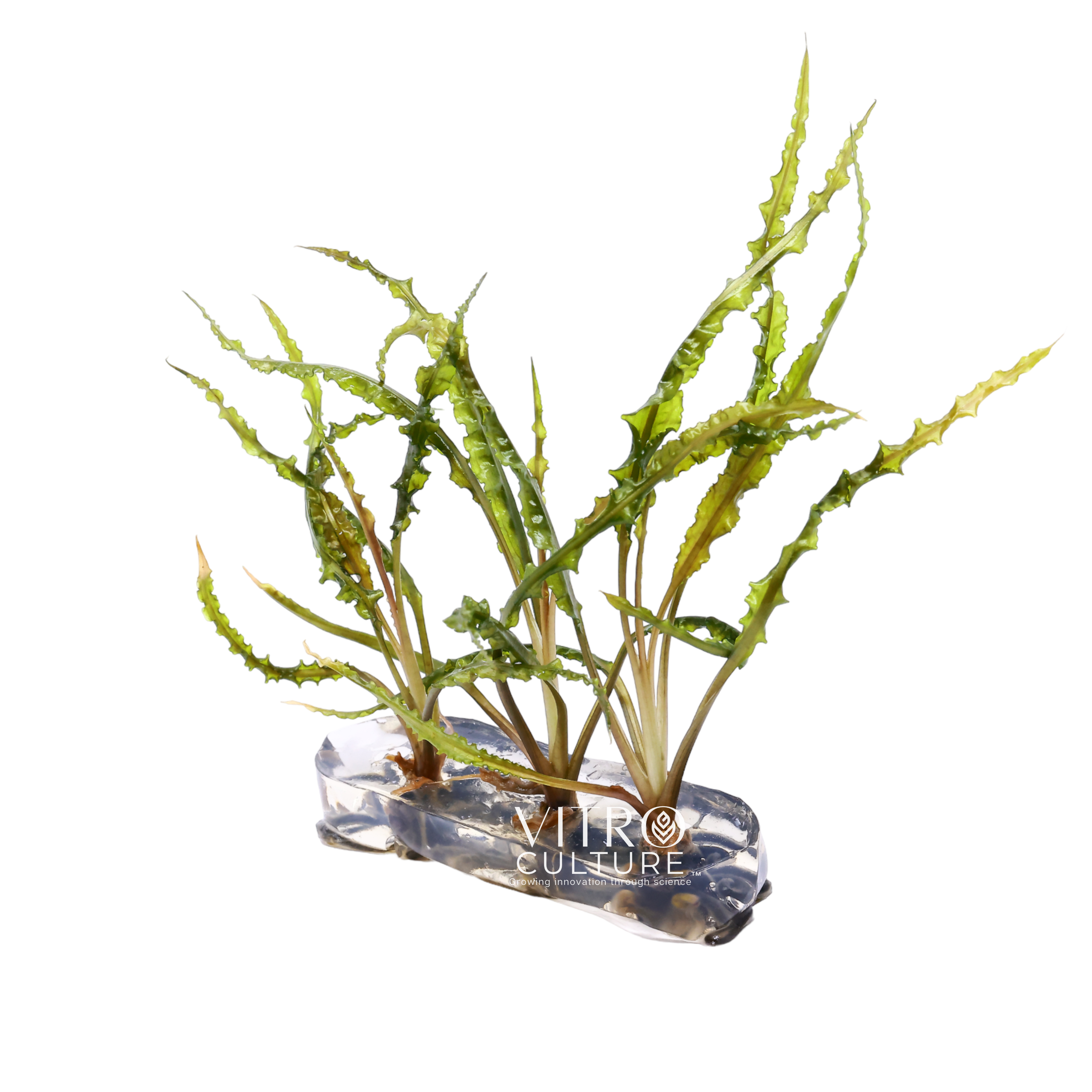 Cryptocoryne retrospiralis Vitro Culture Aquarium Plants