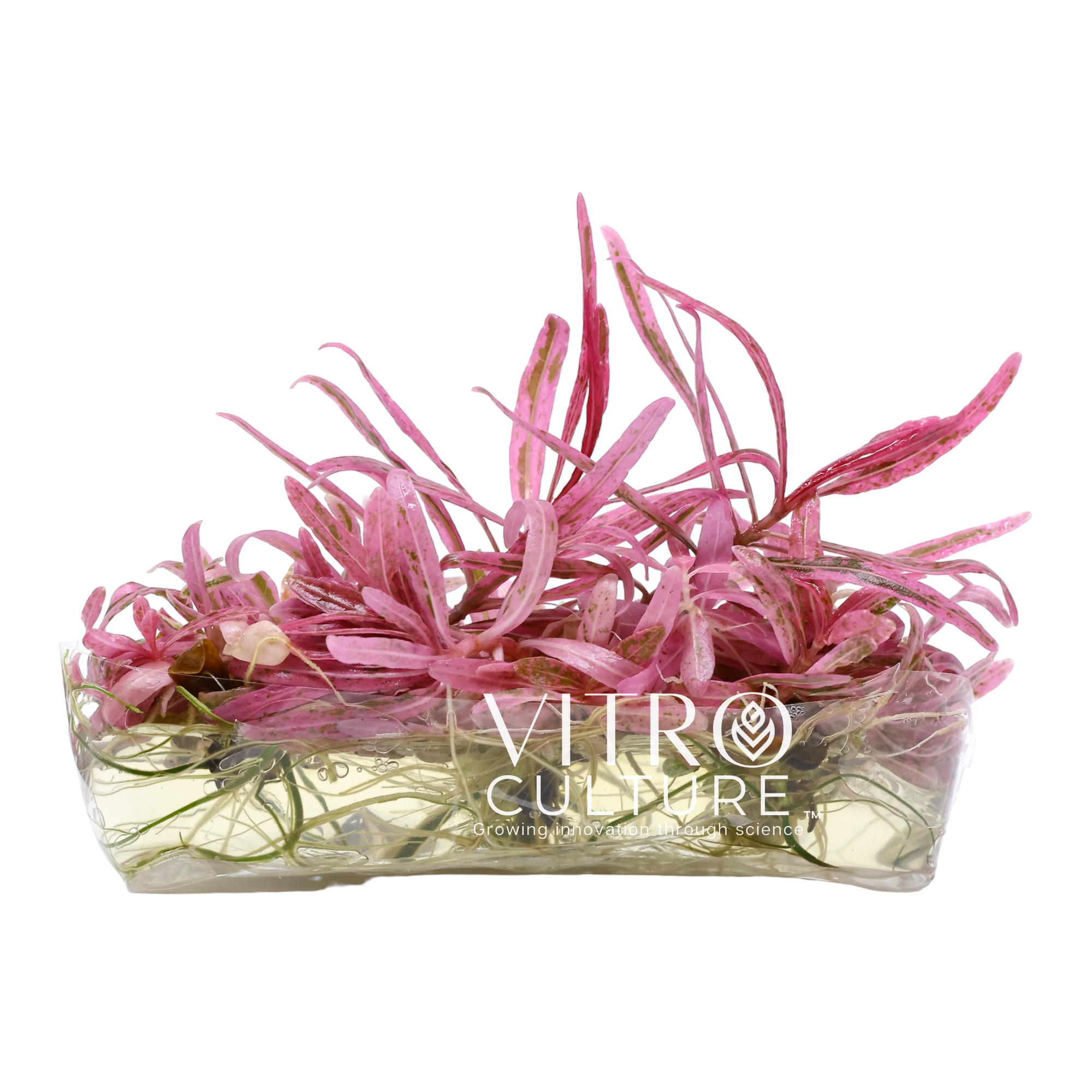 Hygrophila Chai In Vitro Tissue Culture Rare Pink Aquarium Plants