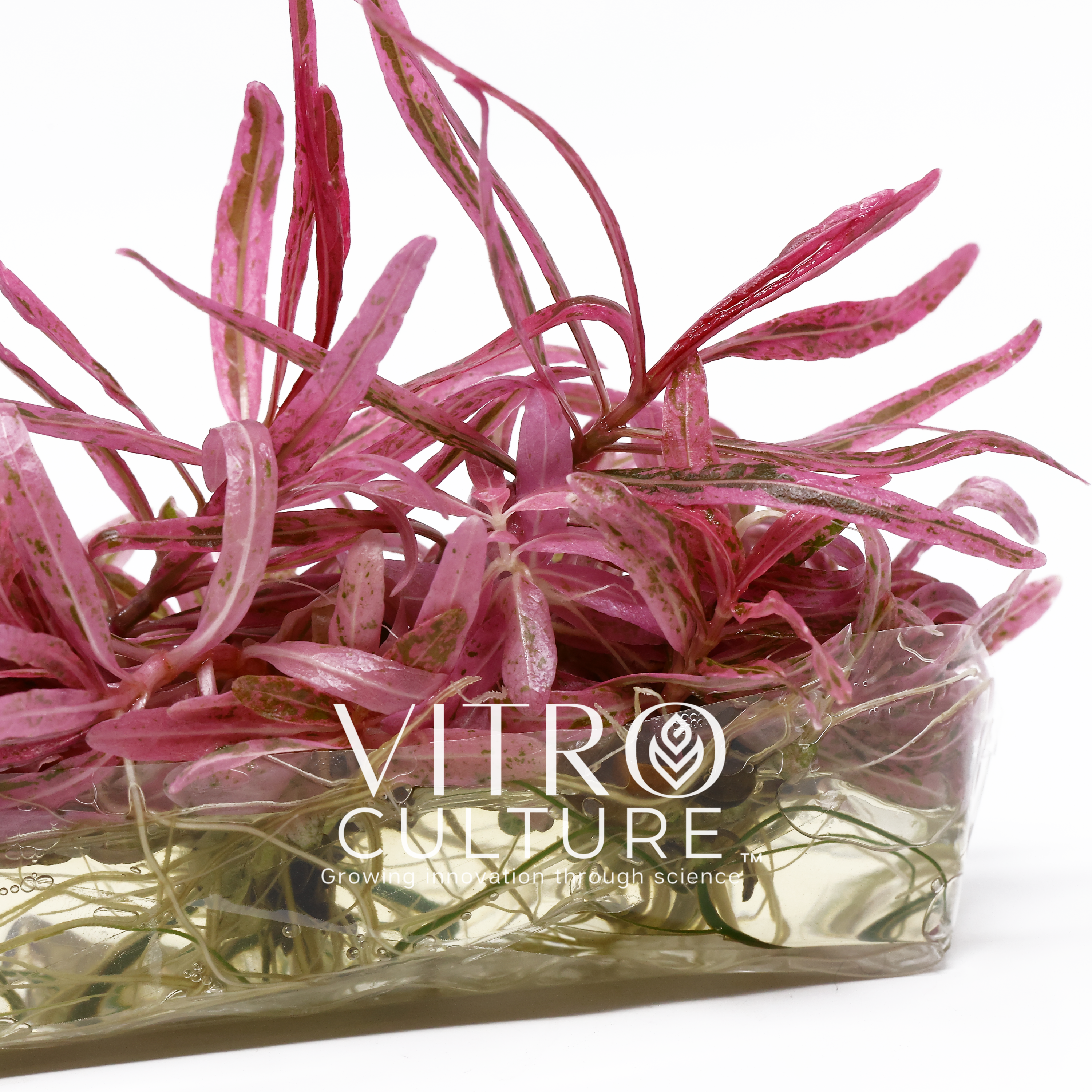 Hygrophila lancea 'Chai' Vitro Culture Pink Rare Aquatic Plants Aquascape