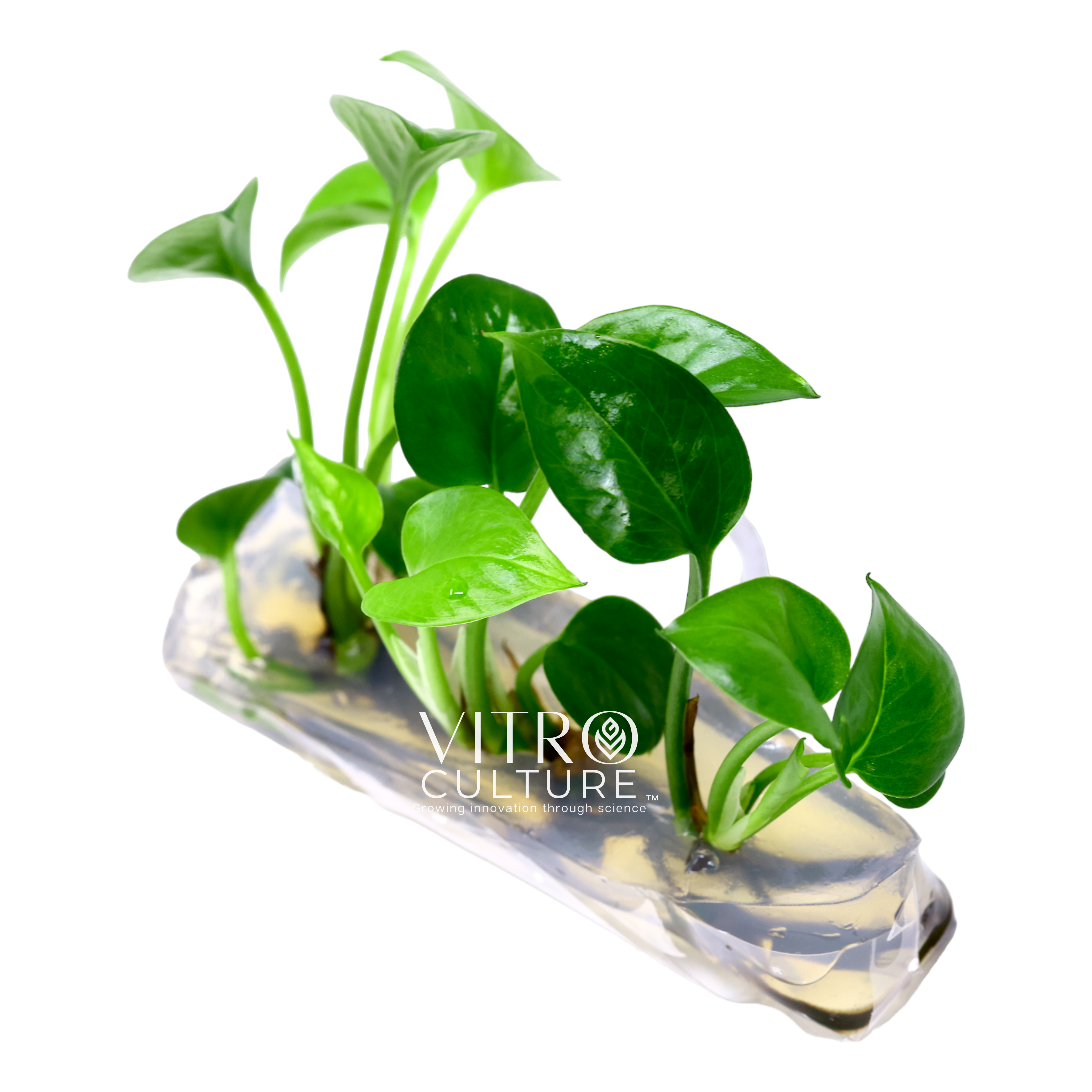 Like other varieties of pothos, jade pothos is known for its air-purifying qualities and is often used to help remove toxins from the air in indoor environments. It is also tolerant of low light levels and can thrive in a variety of indoor lighting conditions, making it a popular choice for offices and other low-light environments.