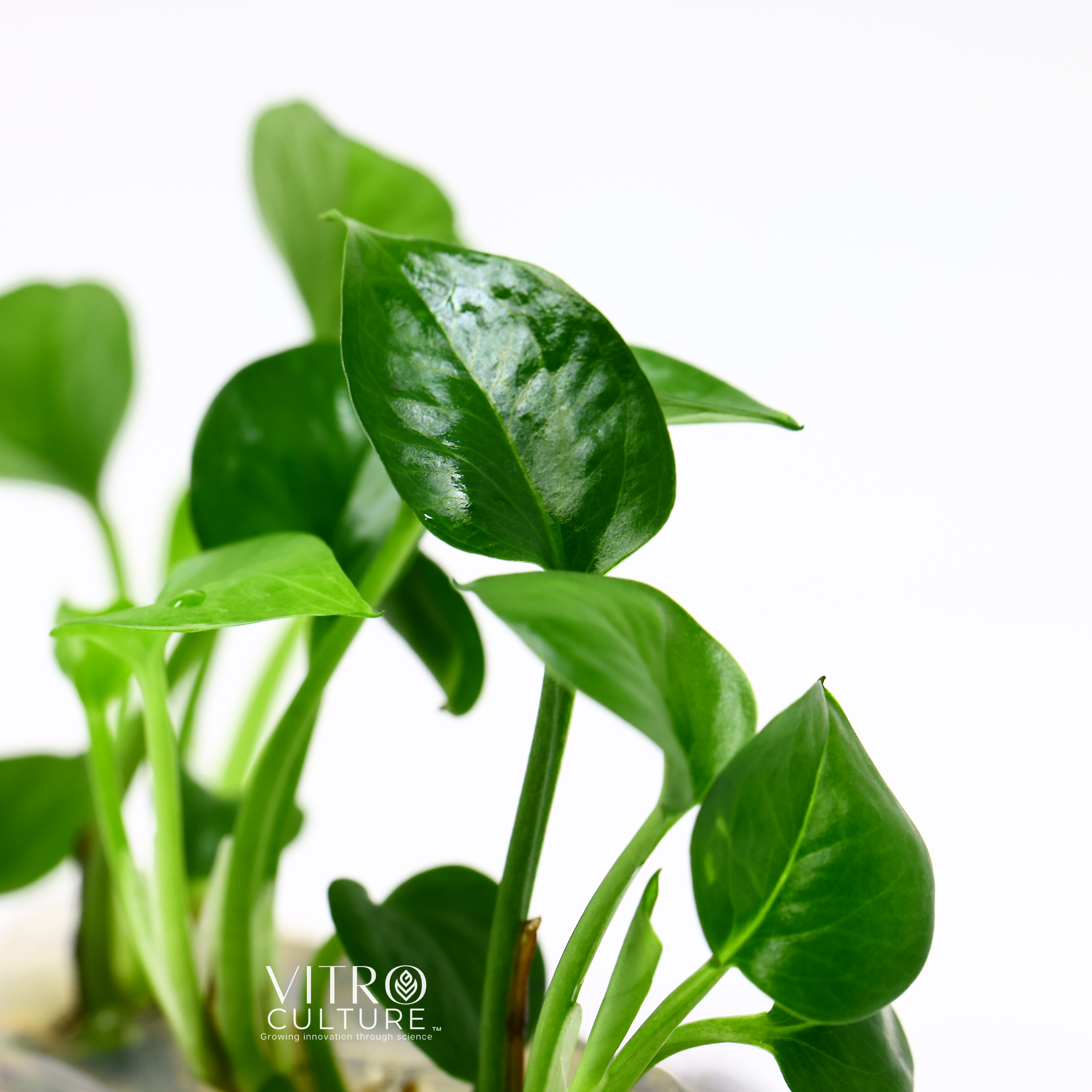 The leaves of jade pothos are typically heart-shaped and a vibrant shade of green. The plant can grow up to several feet long and is often grown as a trailing vine, making it a great choice for hanging baskets or training up a trellis or support.