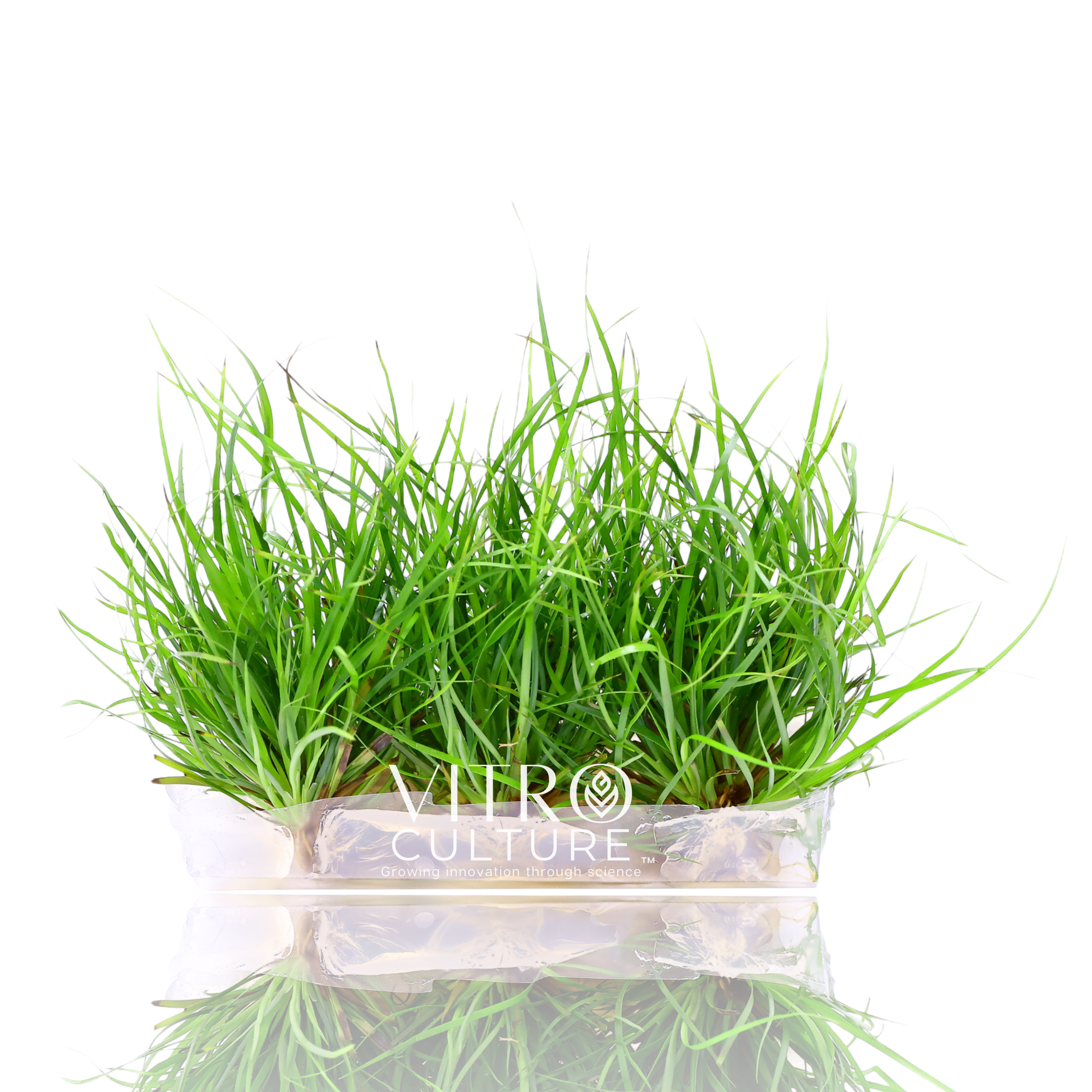 Juncus repens Vitro Culture, Creeping rush, Cyperus mini, Aquarium Plants Tissue Culture