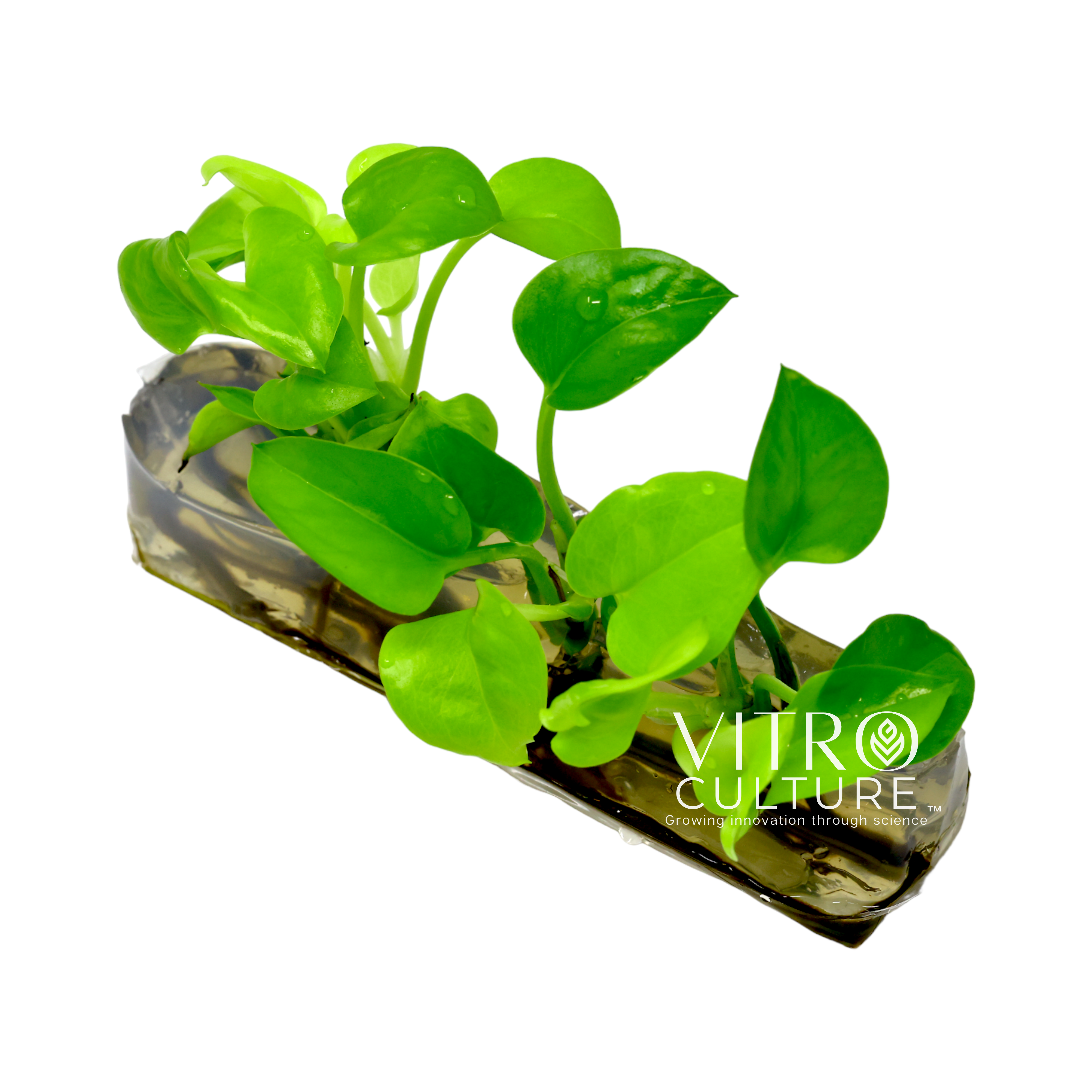 philodendron hederaceum lemon lime care Philodendron hederaceum 'Lemon Lime' Vitro Culture
